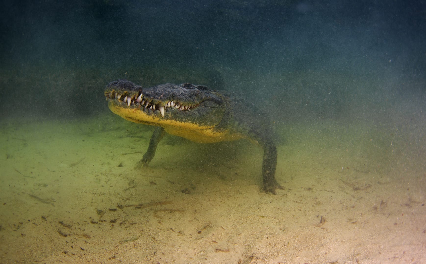 American crocodiles are found all the way from south Florida, at the northern extreme of the animal’s range, all the way down to the Pacific coast of South America. The population at Banco Chinchorro is considered among the healthiest and most genetically pure. 
