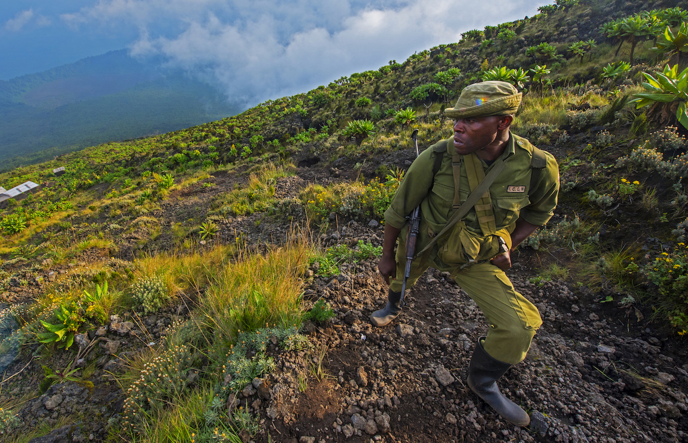 It’s a long, steep climb up the mountain. Luckily, we are accompanied by forest rangers who know the route and area well. This is no easy walk: we ascend 1,500 metres (5,000 feet) in six hours to reach the summit at an elevation of 3,462 metres (11,358 ft). The last one hour is over a treacherously steep path, on a mass of uneven volcanic rock and rubble, and we stop repeatedly to catch our breath. At one point I distinctly hear chimpanzees call, but I don’t see them. 