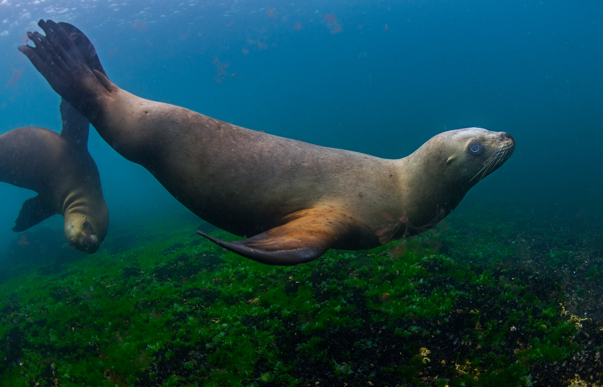 Diving and swimming with the friendly South American sea lions or fur seals has to be among the most enjoyable activities in the sea. The curious creatures are interested in humans and tend to come close to divers. These Patagonian sea lions live in the Valdes Peninsula all year round, unlike other migratory marine creatures that may only come here to breed. 
