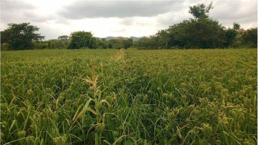 Millets cost much less than quinoa and couscous, and almost as nutritious. Photo: Nanditha Chandraprakash