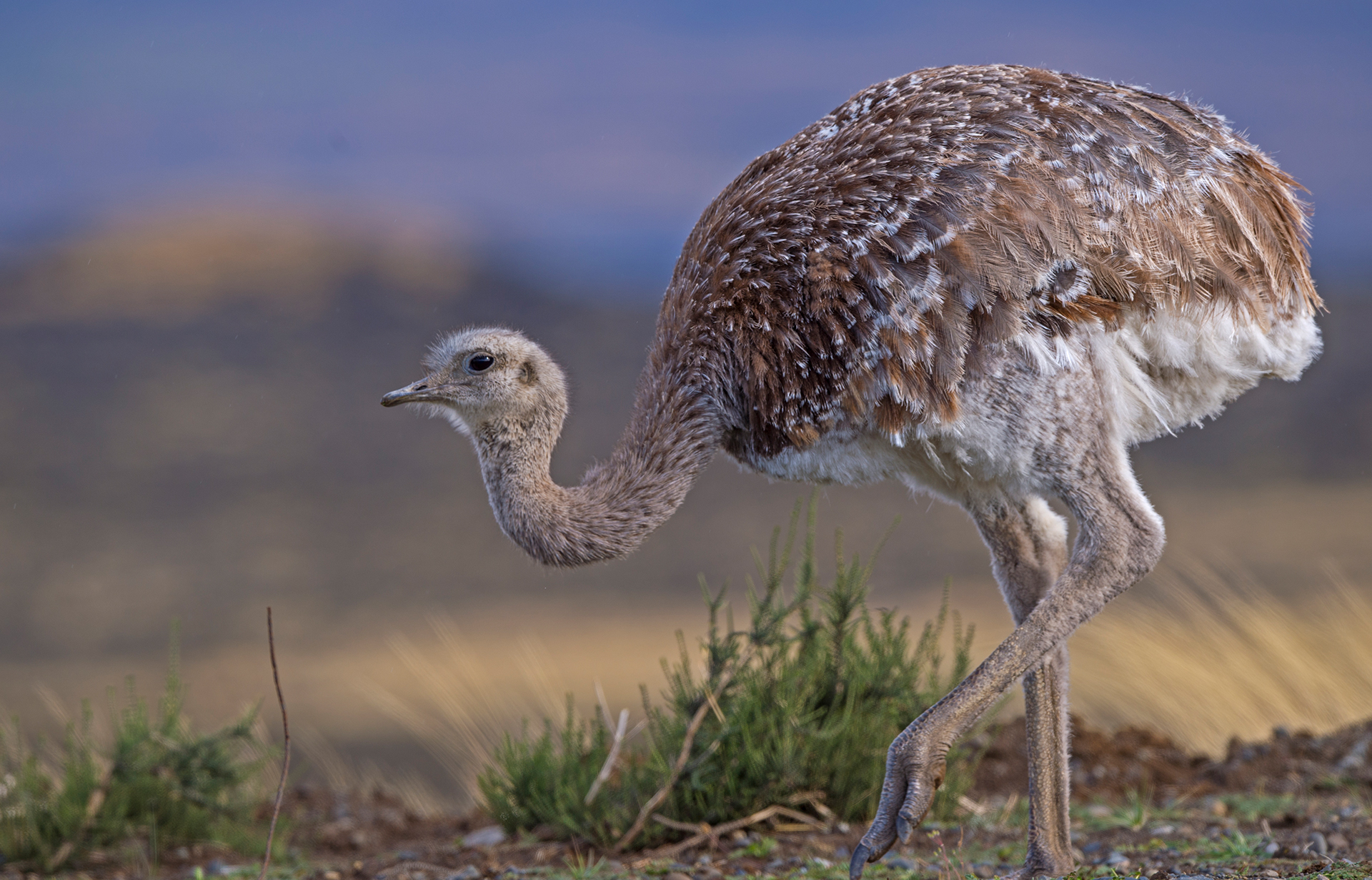Lesser rhea or Darwin’s rhea is a flightless bird that lives in small groups in the grasslands of the Torres del Paine. At one metre in height it looks like a small ostrich, which incidentally is a distant cousin. This ground-dwelling bird can run up to 60 kmph when it senses danger. Interestingly, male rheas will mate with several females who then deposit the eggs with him. He then incubates them and looks after the chicks when they are born. 