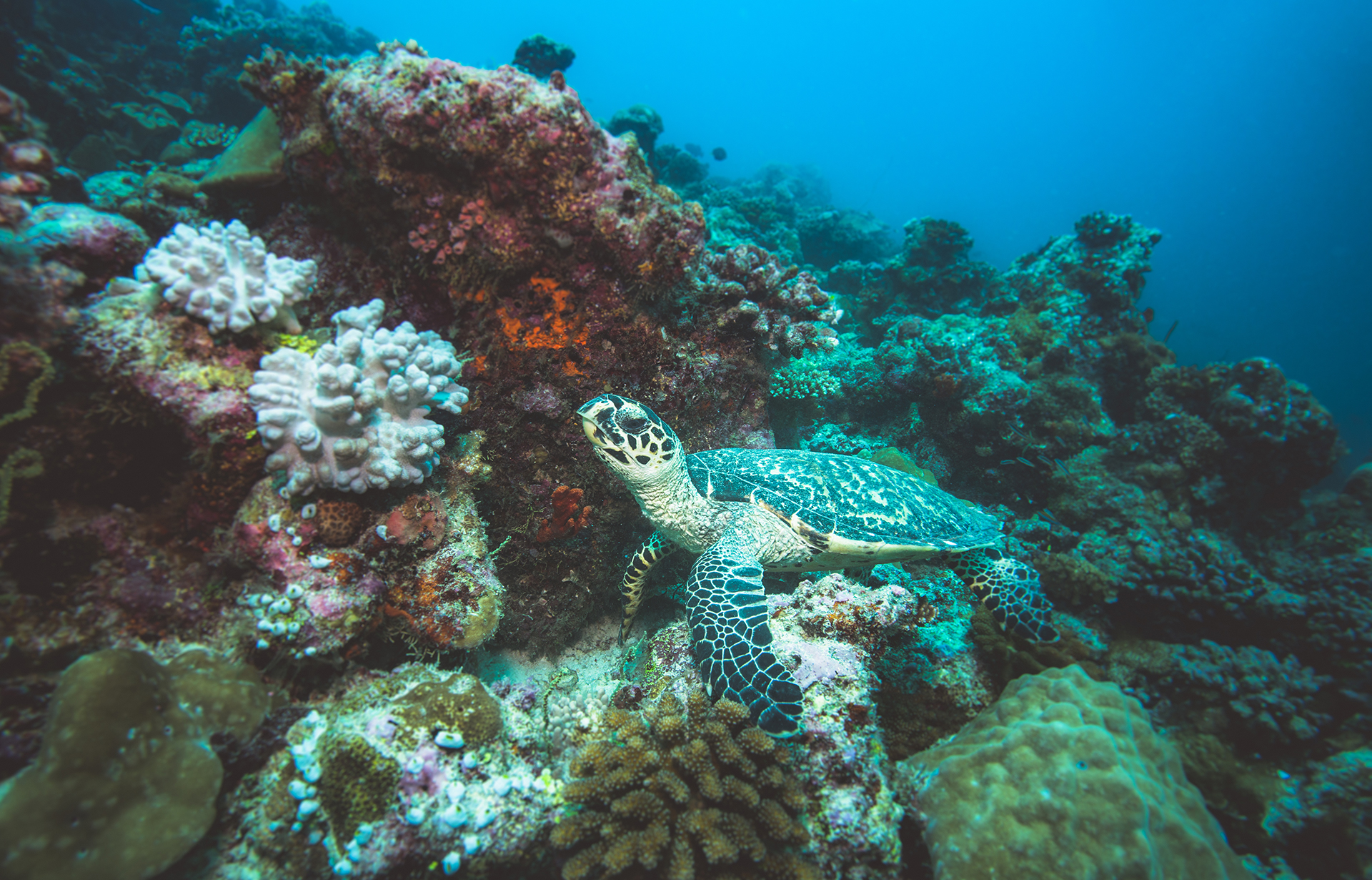 The hawksbill sea turtle has a gorgeous colourful and patterned shell, and unique narrow pointed beak. It mainly eats sponges, but will also consume sea anemones and jellyfish to support its 40-70 kilo body weight. Hawksbill sea turtles are critically endangered for a variety of reasons, from loss of nesting and feeding habitats, to accidental capture and wildlife trade.