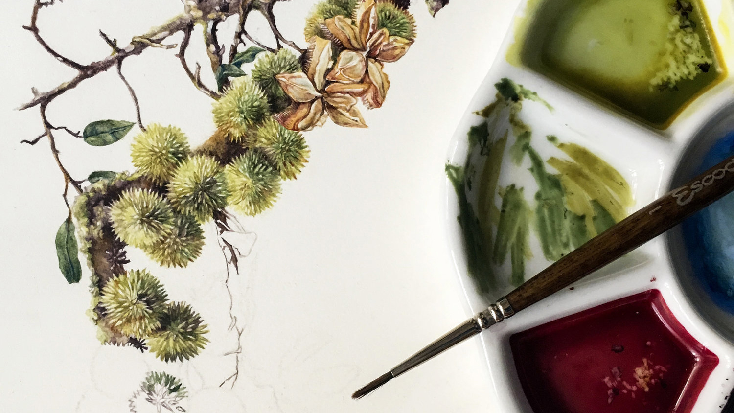  Nirupa’s depiction of the fruit of tropical evergreen tree cullenia exarillata, much loved by lion-tailed macaques, exemplifies attention to detail.