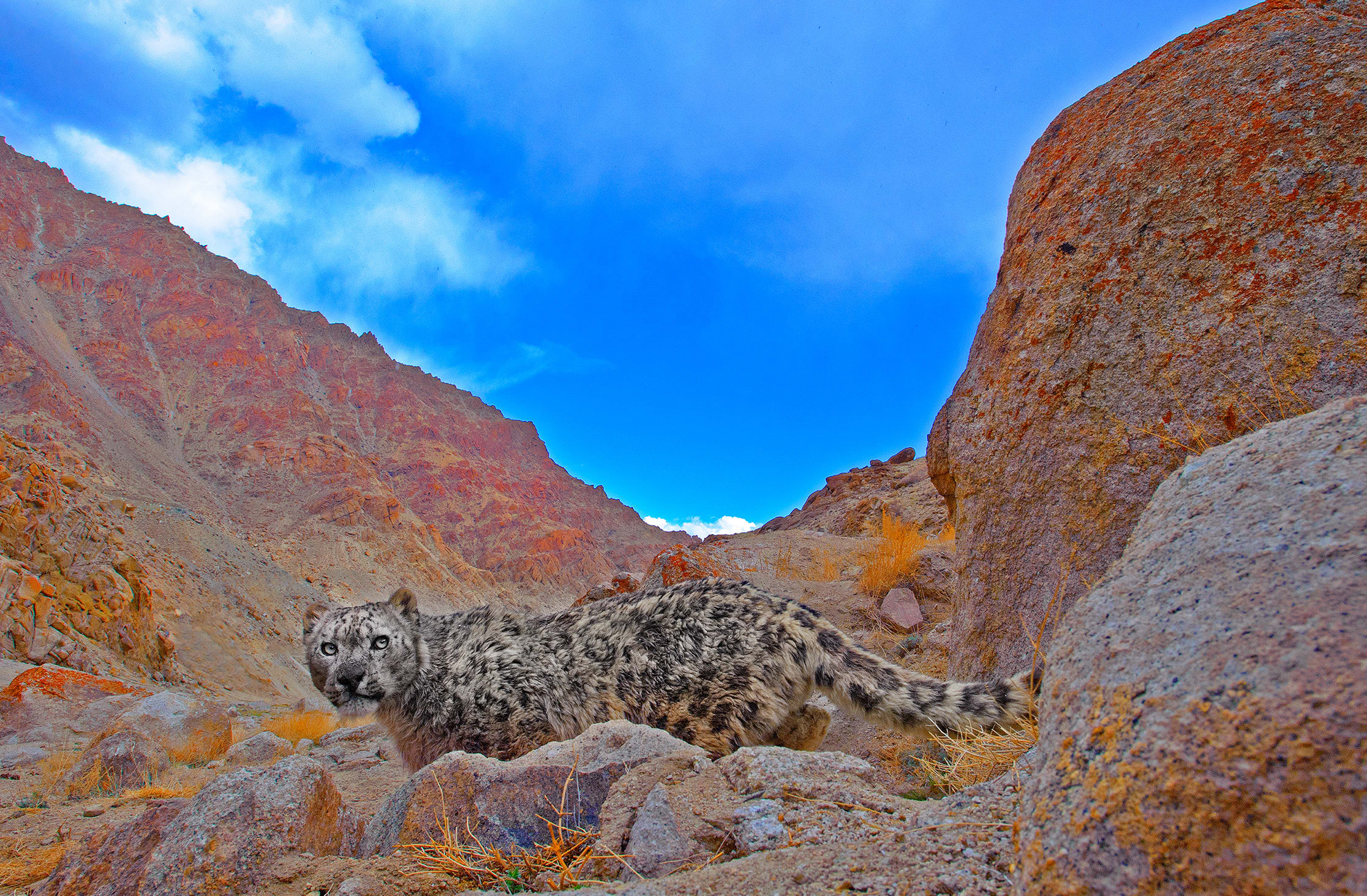  Snow leopards are gifted with night vision and eyesight six times sharper than that of humans.