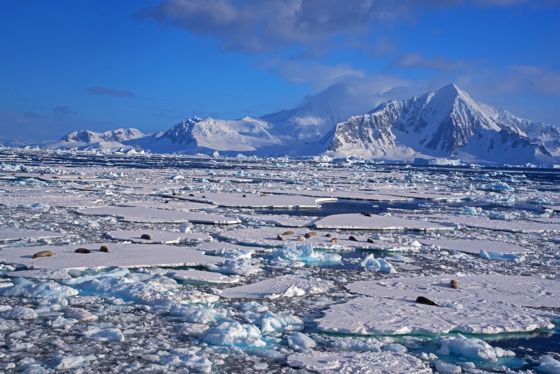 The landscape changes dramatically once you enter the Antarctic Peninsula. Invariably, you’re looking at one of three things: rock, icebergs that form from freshwater, and sea ice that forms from saline water that freezes. Sea ice is a favoured haunt of the crab-eating Antarctic seal, pictured here. 