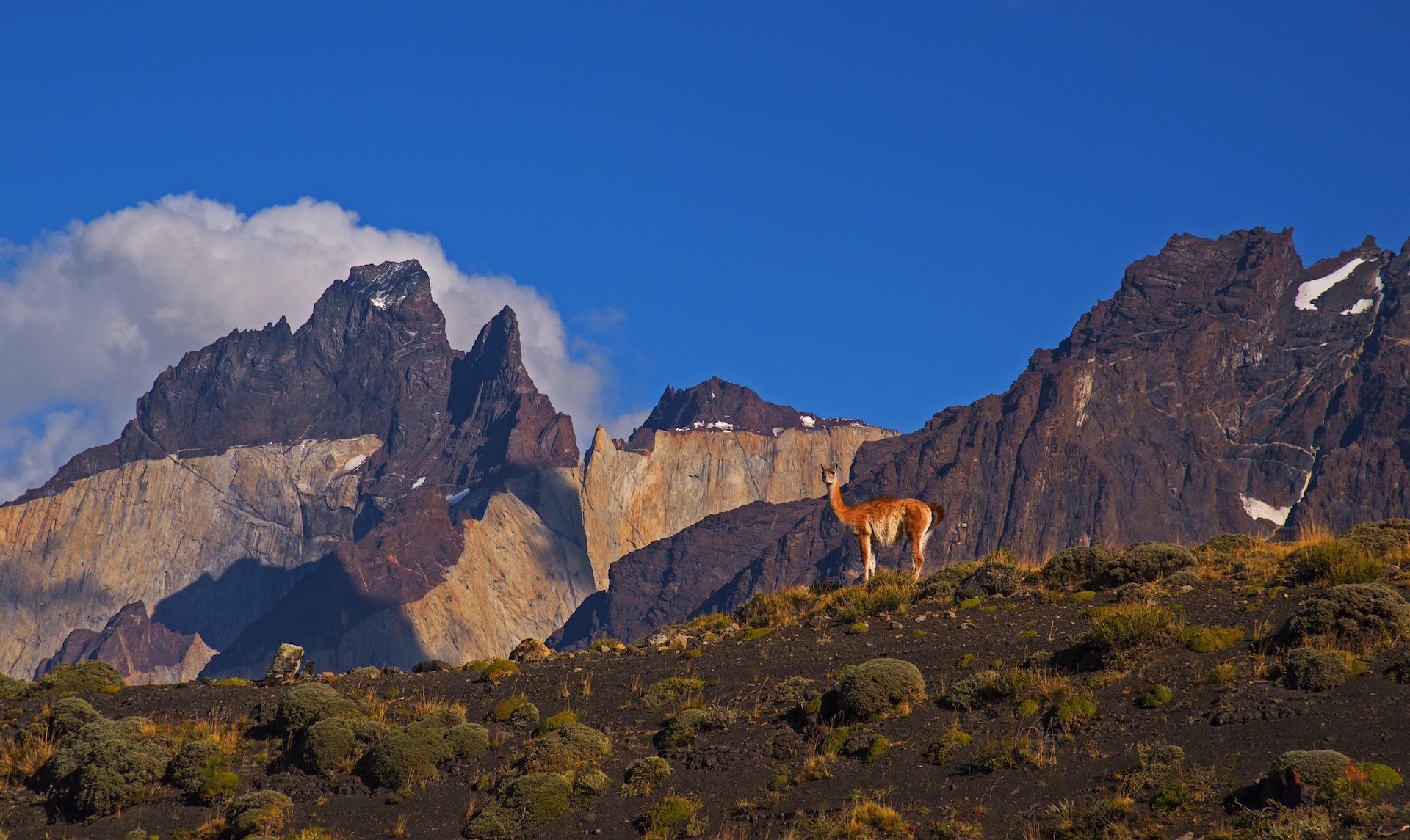 Early in the morning, a sentinel stands guarding its herd, with the sheer granite peaks and dark metamorphic rock of the Torres del Paine in the background. The leader of a pack may stand on guard on a high ledge or assign another member of the group the task. If danger is near, the sentinel’s job is to let out a high-pitched shriek that gives the rest of the herd the signal to flee.