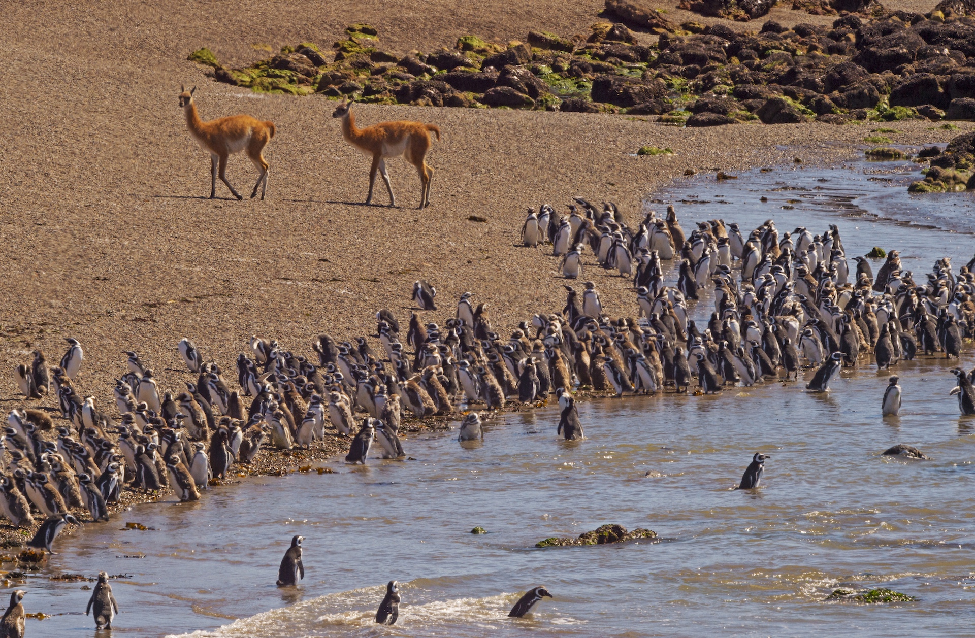 Though also found at lower elevations in some parts of South America, like this beach near Punta Tombo at the southwest end of the Valdes Peninsula, the guanaco is mostly a high-altitude creature. It can survive comfortably at heights of 13,000 feet in the Andes because it is physiologically extremely well adapted to altitude with four times the number of red blood cells as a human. These curious guanacos had strayed to the beach and were interested in what the Magellanic penguins were up to on the beach. 