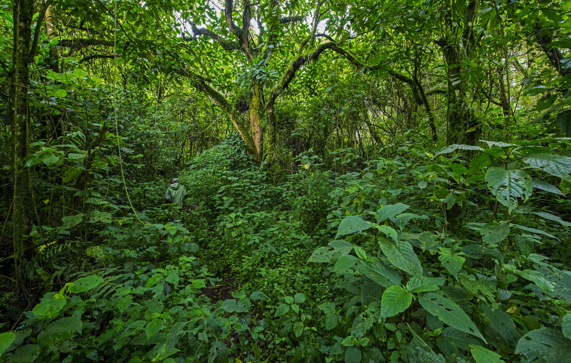 The misty cloud forests of Virunga National Park are the last remaining habitat of mountain gorillas. To see them we had to hike through dense tropical forests, with our guide hacking a path through the undergrowth. 
