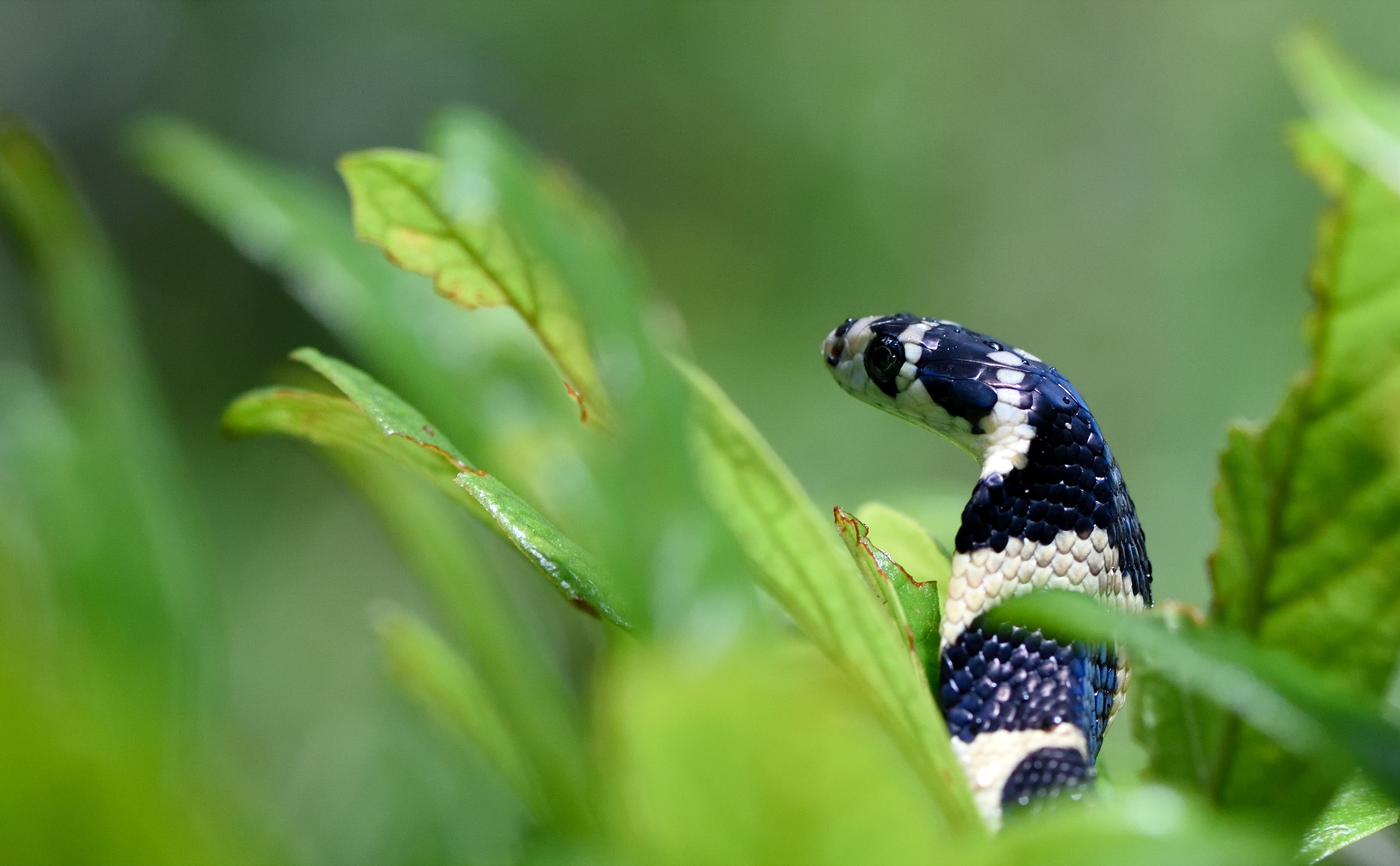 A king cobra, the world’s longest venomous snake, has a very keen sense of smell. Photo: Dhiraj Bhaisare.