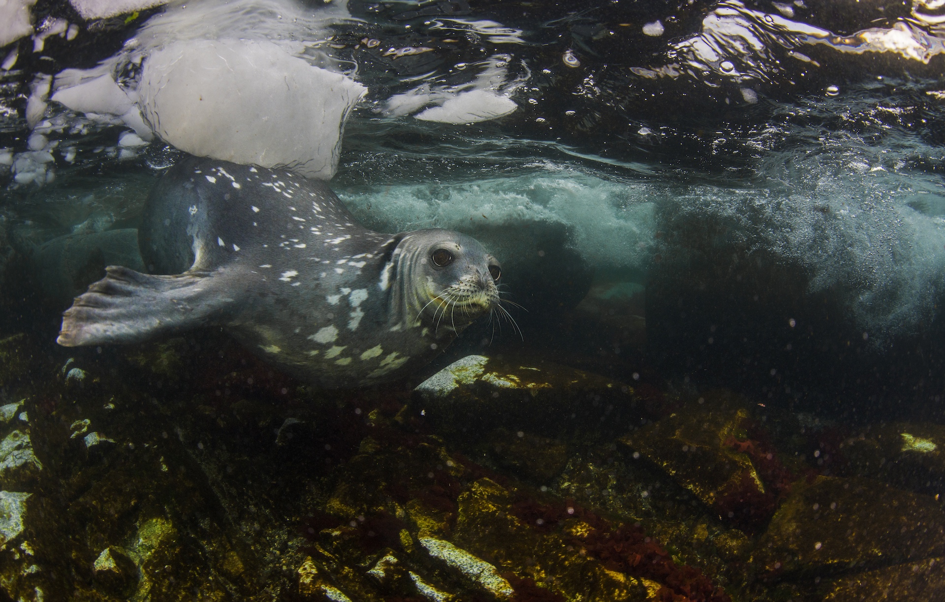 The strongest swimmer in the region is the Weddell seal, which can dive down 600 metres for food. Hunting at this depth gives them access to cod icefish (their favourite seafood) and keeps them clear of predators such as the leopard seal, which are known to hunt other seals.  