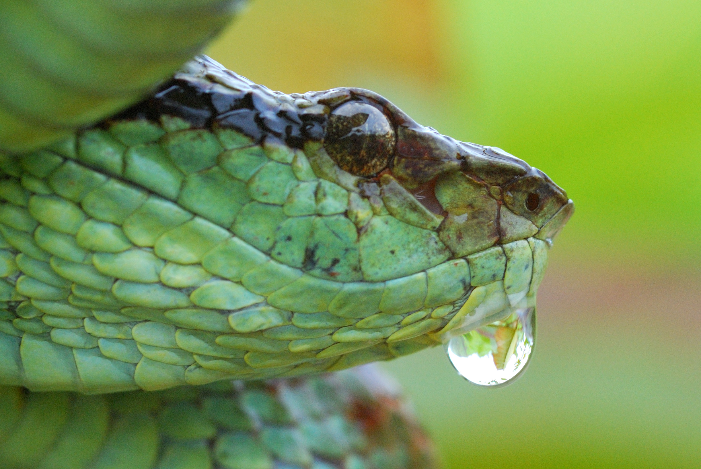 Pit vipers get their name from the heat-sensing “pits” near their nostrils.