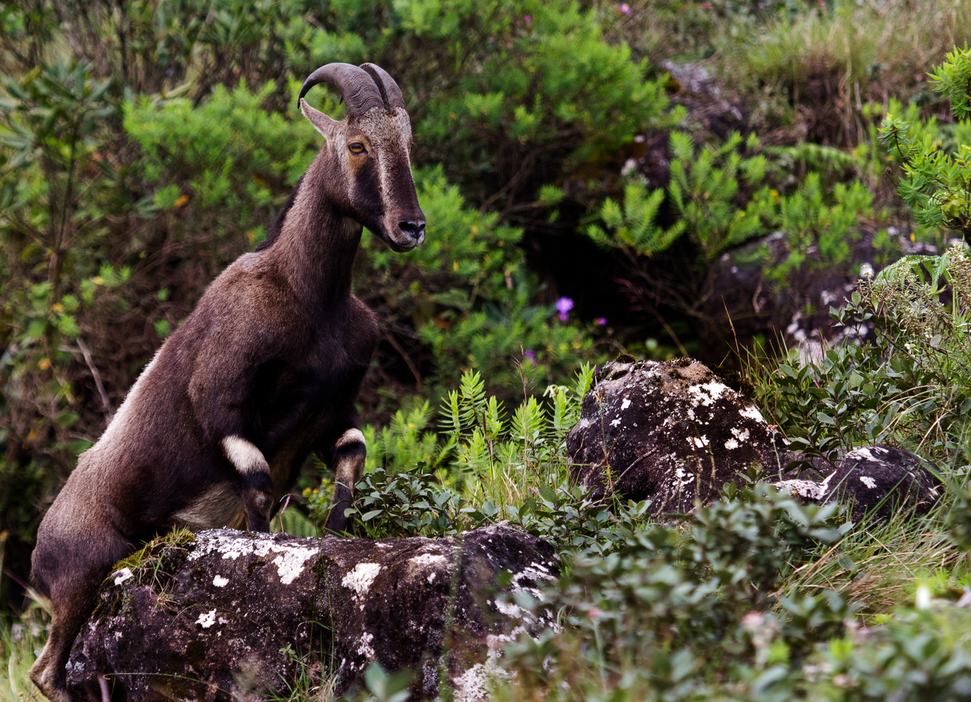 These expert climbers are aptly called varrai aadu, or ‘cliff goat’ in Tamil. Photo: Alchimiae /Flickr