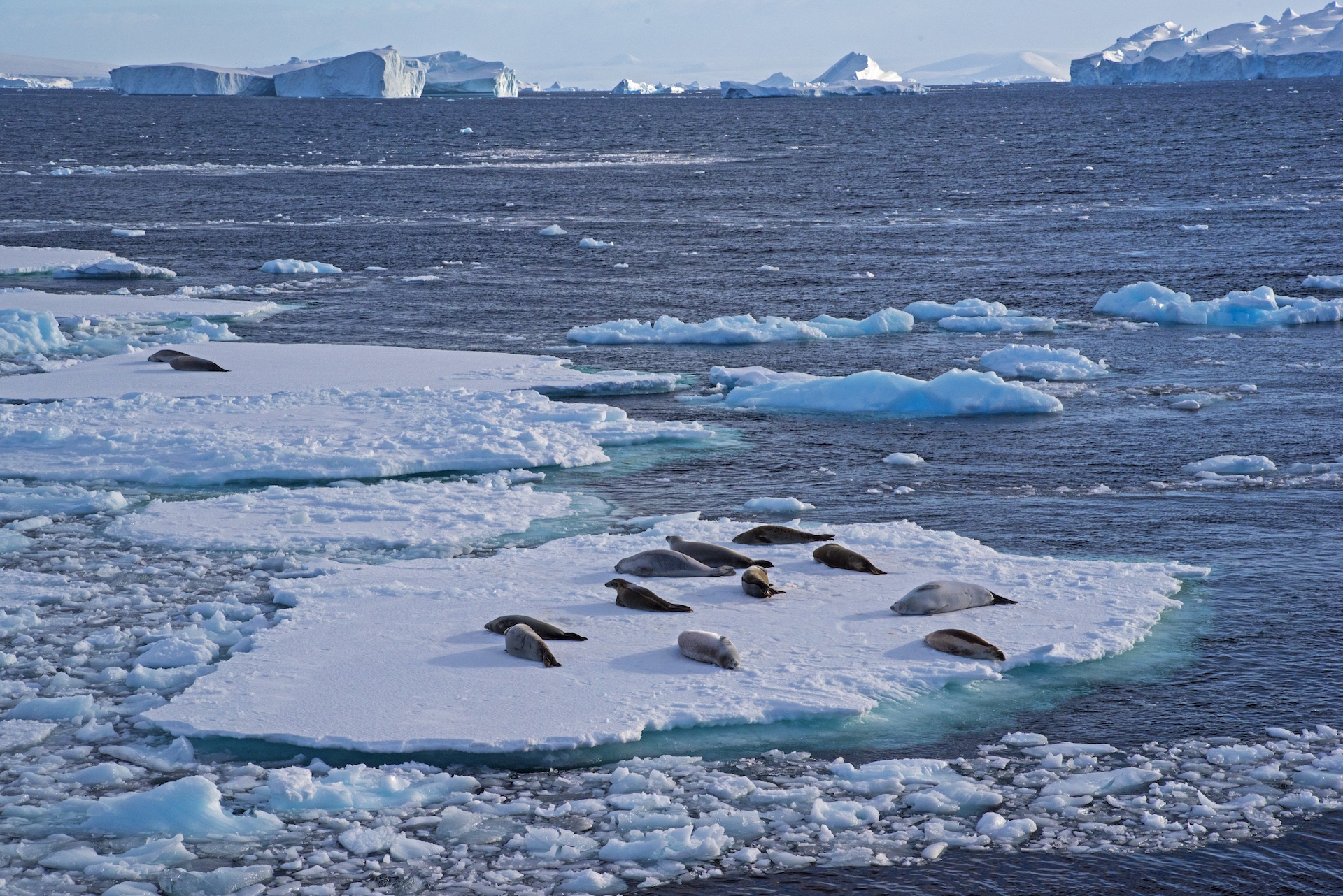 Crabeater seals spend much of their lives on the sea ice: resting, breeding, and taking care of their young. They travel large distances in their lifetimes, moving southwards towards the pole in warmer months, and northwards in the colder times of year. 