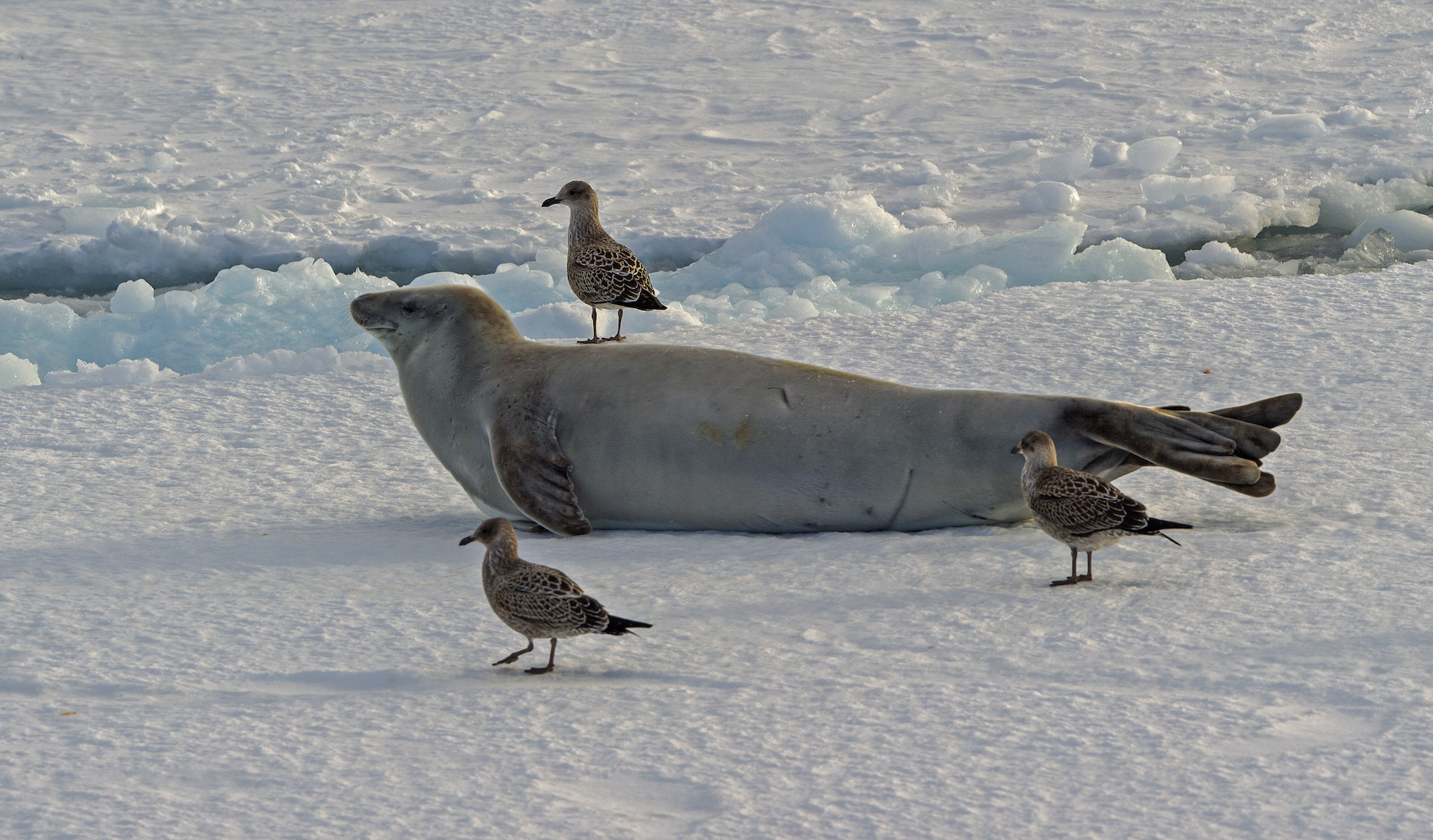 The Crabeater Seal’s Guide to Surviving Antarctica RoundGlass Sustain