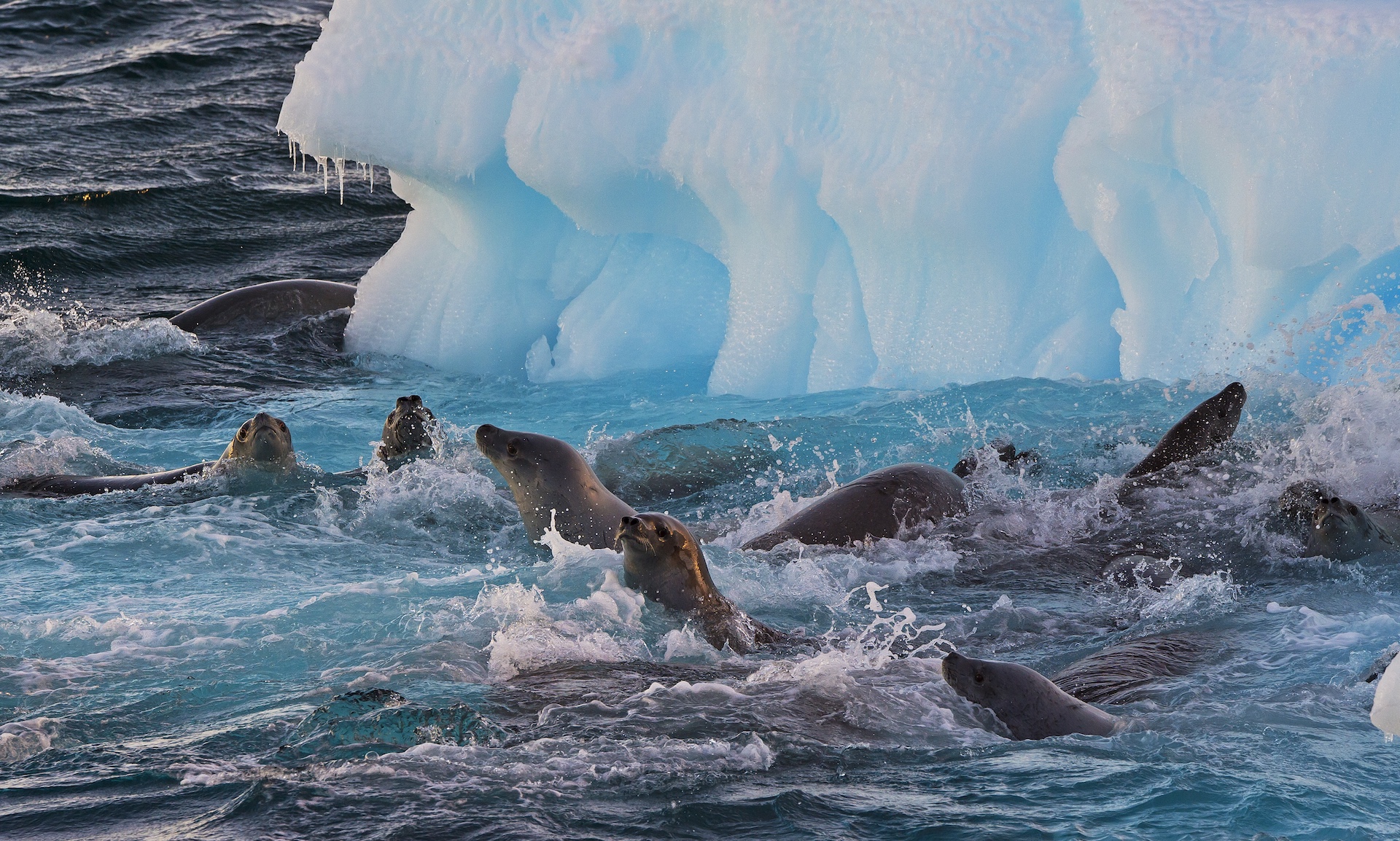Sometimes, crabeater seals also hide behind an iceberg, in the hope that the predator does not spot them. 