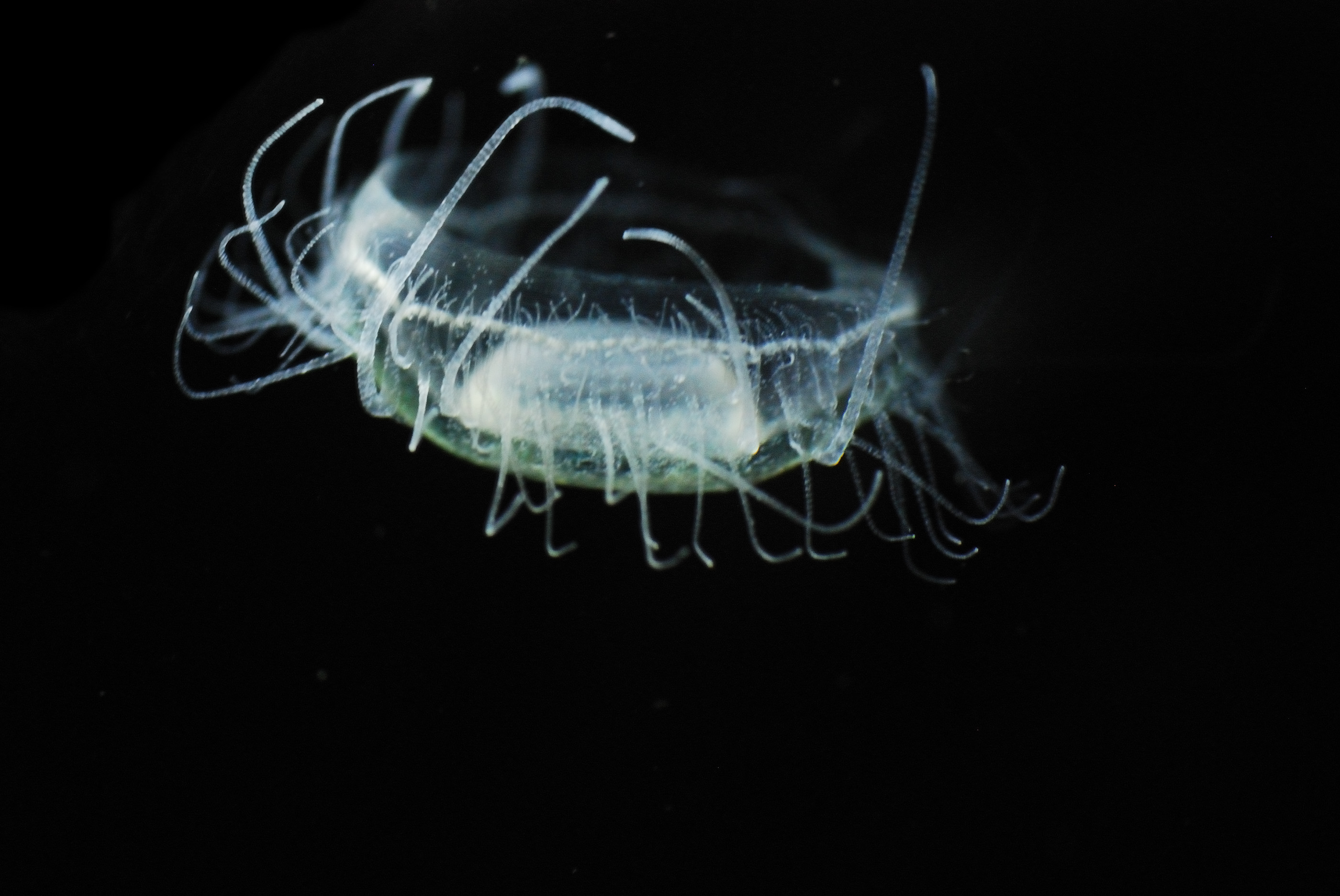 The Kaveri’s unique jellyfish are best sighted when the river water temperature is warm. They grow to a maximum of 2 to 3 centimetres in diameter with literally hundreds of tentacles. Jellyfish hunt with their tiny tentacles, which produce enough venom to paralyze their prey—in this case zooplankton and other tiny organisms. Research indicates that the amount of venom produced has almost no effect on humans, and the Kaveri jellyfish’s tentacles do not have the capacity to pierce human skin. 
