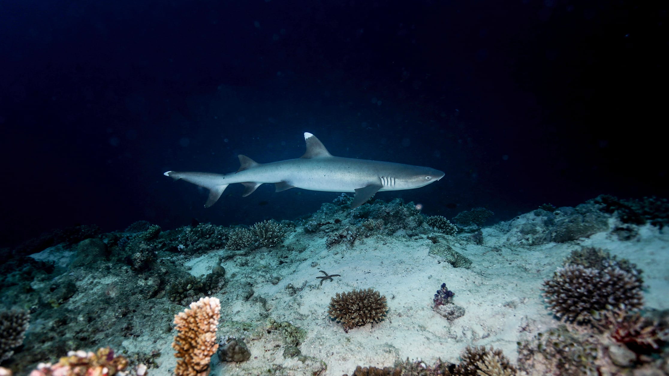  The slender, flat-snouted white tip reef shark is a nocturnal feeder often seen gliding through clear waters and coral reefs.
