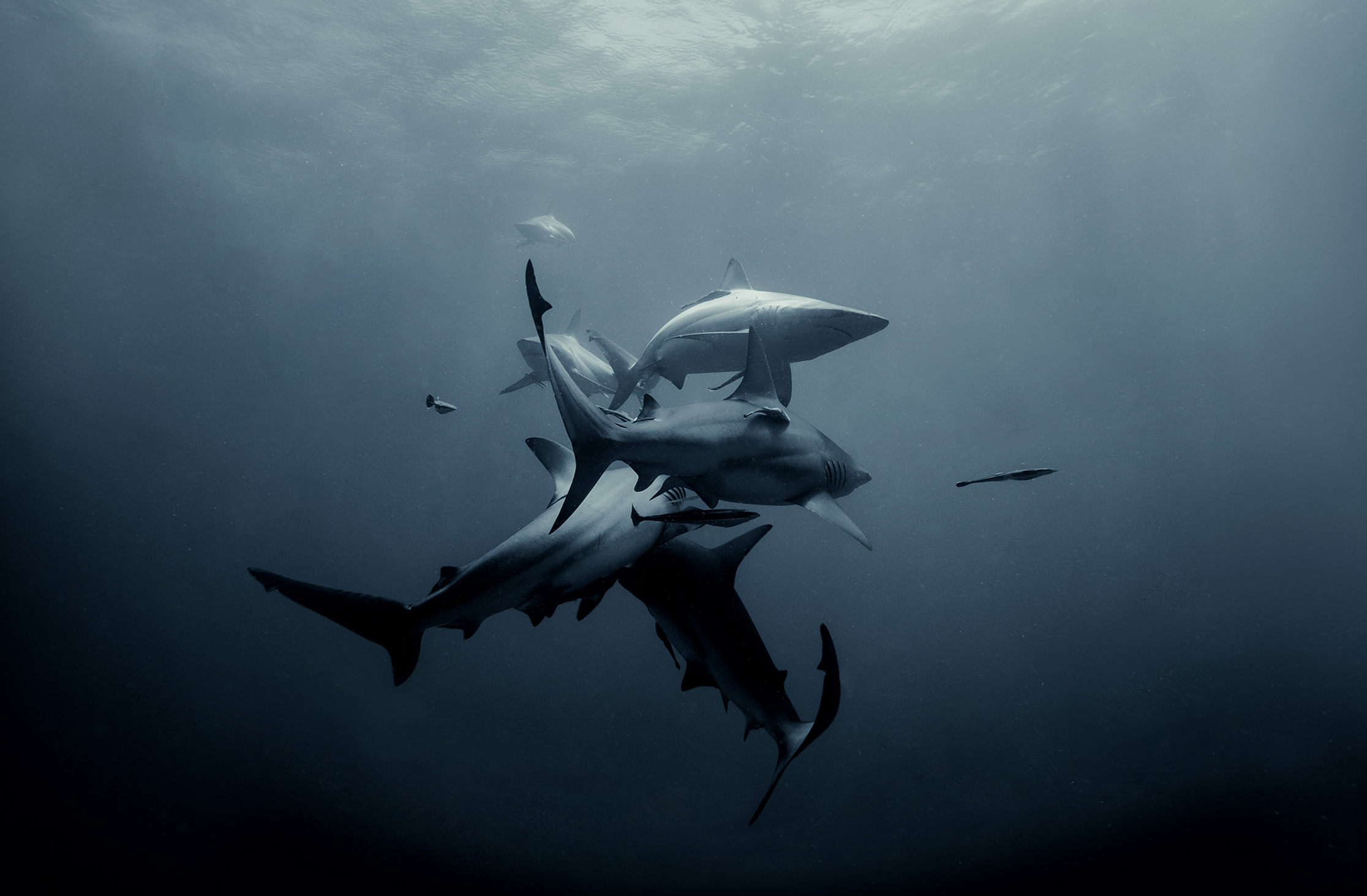 Oceanic blacktips are super fast swimmers. They like being in groups and feed on schooling fish.