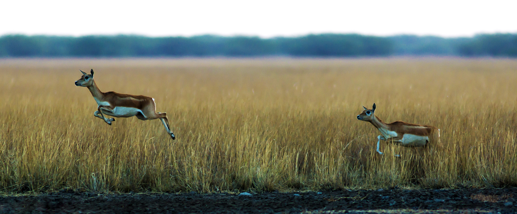 Blackbuck fawns and does are reddish-yellow in colour and distinctly different in appearance from the adult male. Photo: Nishank Joshi