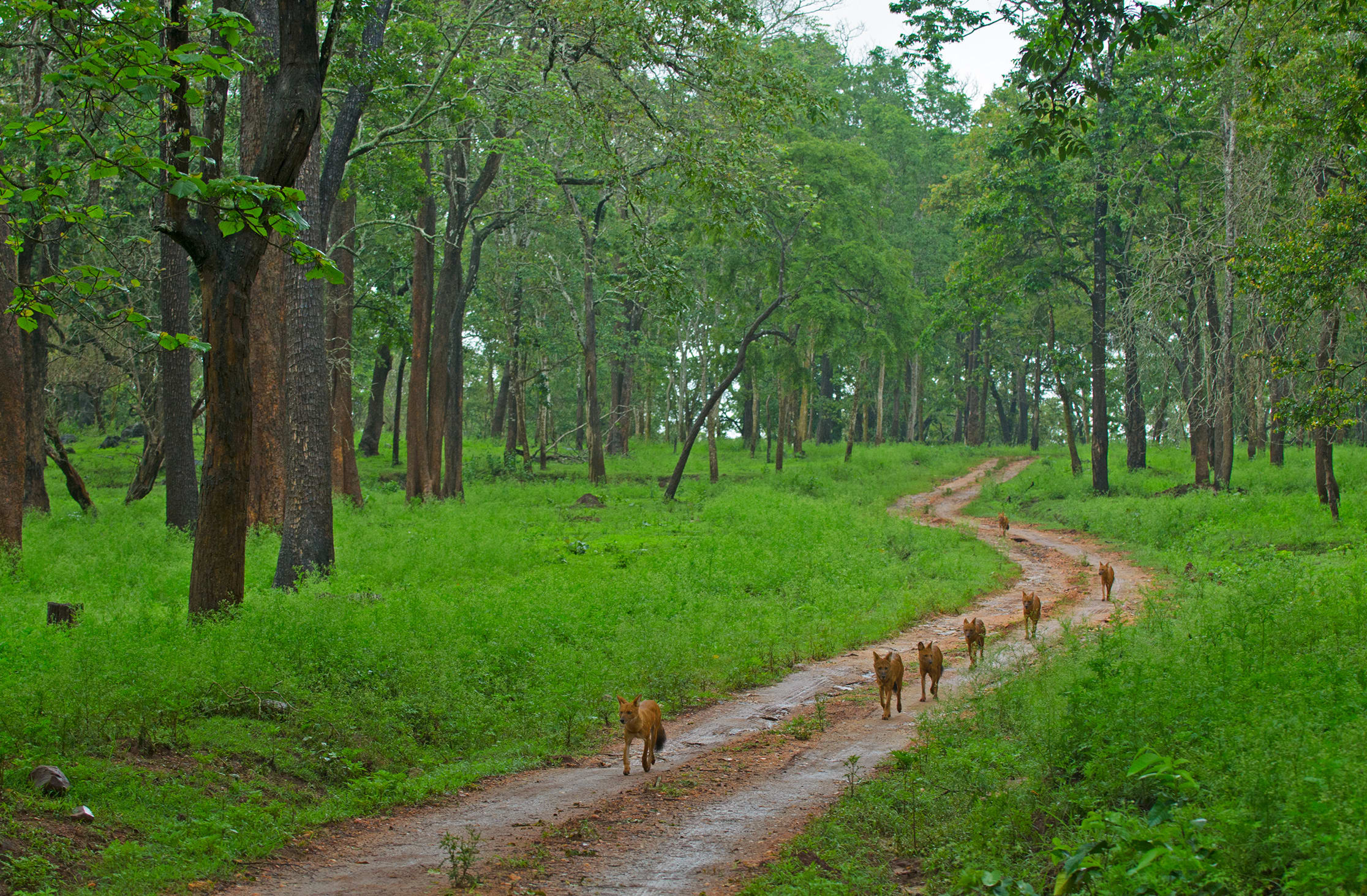 With severe habitat loss dholes have been known to come into areas occupied by humans, though their favoured playground remains the jungle. 