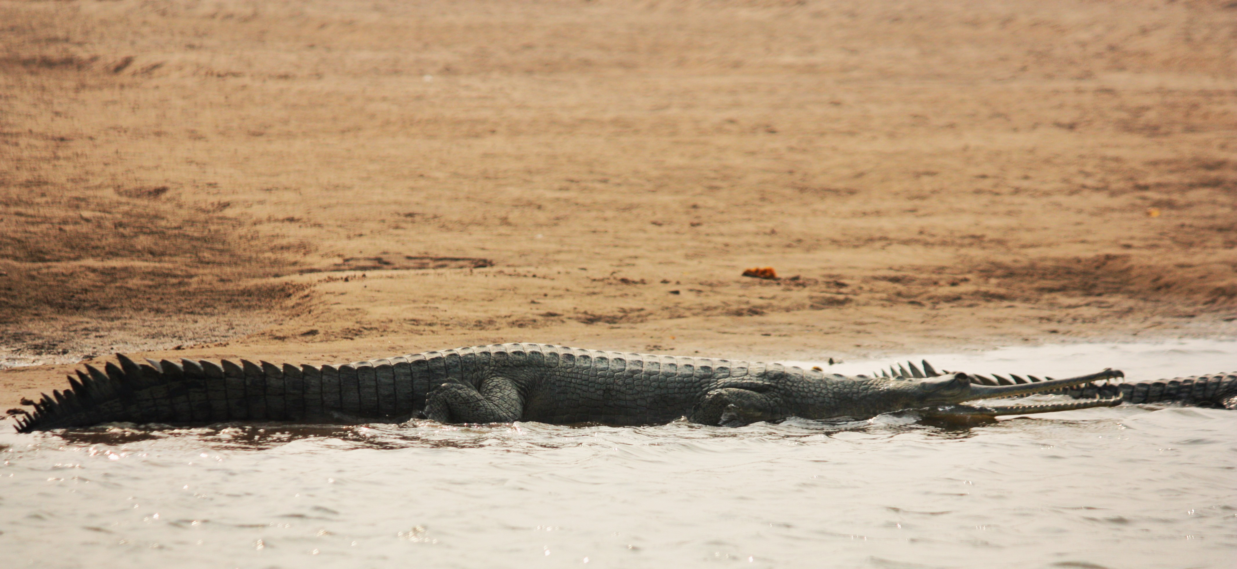 The most unique feature of this crocodile species is its long, slender snout, perfect for fishing in freshwater. Photo: Suyash Katdare