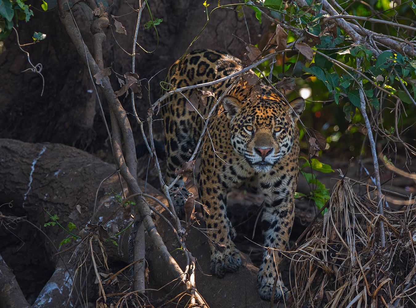 Individual jaguars can be recognised by the patterns or rosettes on their body. Its patterns do not permit hiding on the open beaches of the channels and rivers, so a jaguar will often try and stay in the undergrowth. It is adept at being extremely quiet as it stealthily stalks its favourite prey and suddenly launches an attack.