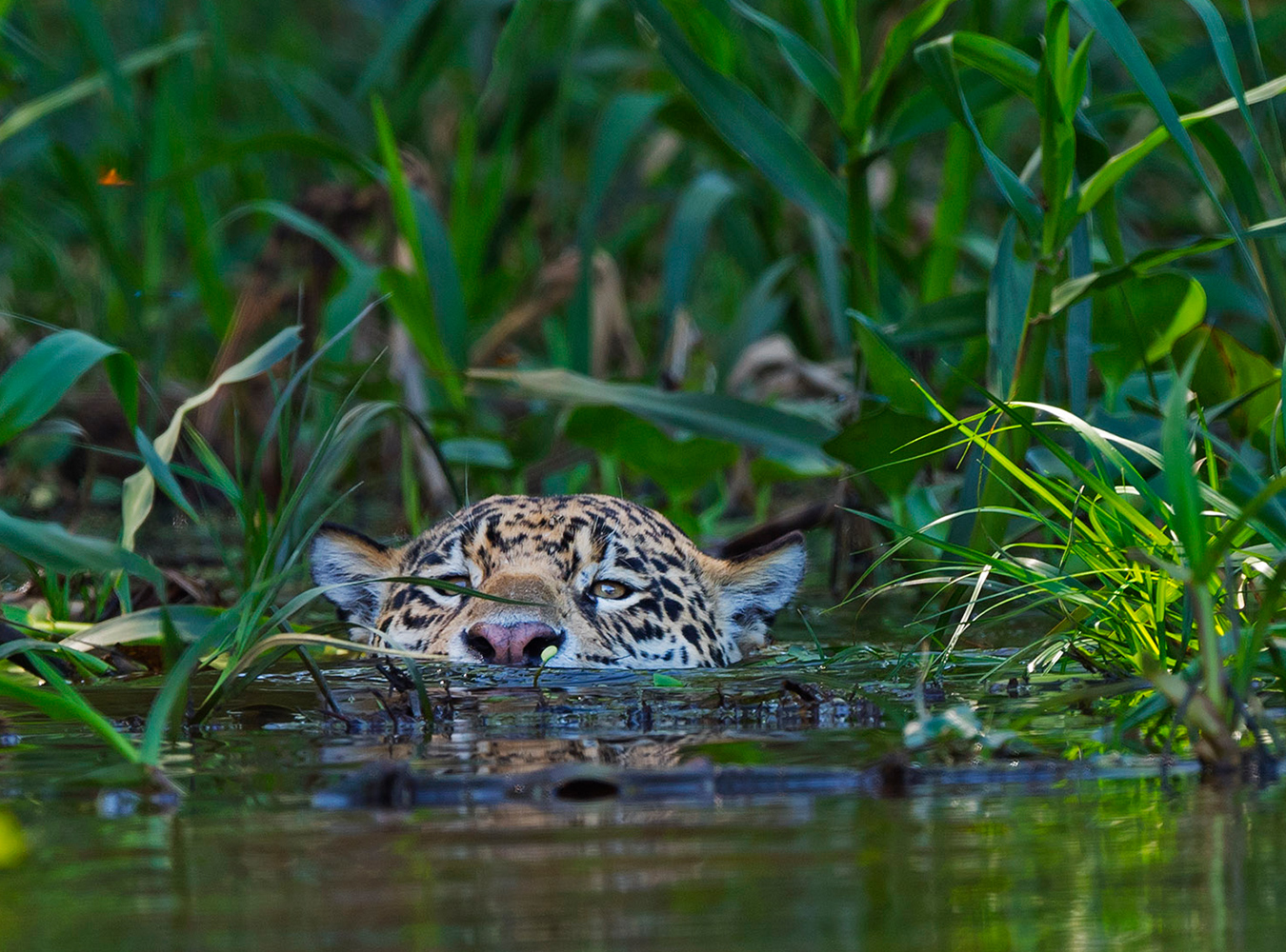 South American Jaguars: Caiman Hunters of the Pantanal | RoundGlass ...