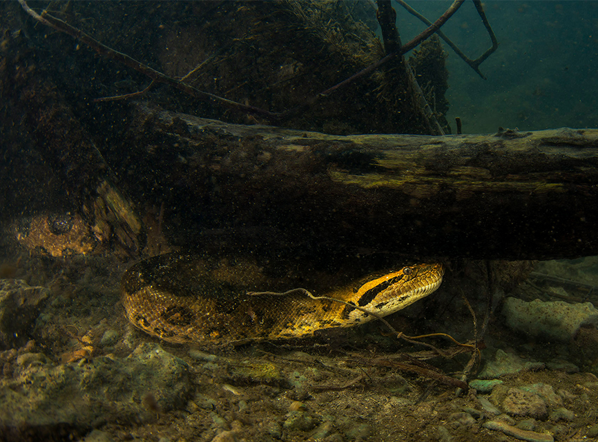 On the Hunt for the Semiaquatic Anacondas of Brazil RoundGlass Sustain