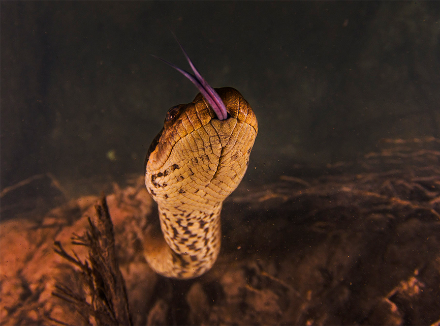 On the Hunt for the Semiaquatic Anacondas of Brazil RoundGlass Sustain