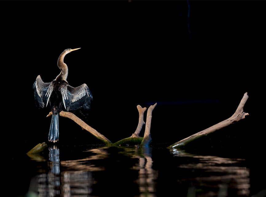 An anhinga sits on a branch and spreads its gorgeously patterned wings to dry out its feathers. Anhingas belong to the darter family, but their long necks have given them the nickname snakebird. Well adapted to swimming in the ponds, lakes, and swamps of the Pantanal, the anhinga mostly catches and eats fish, spearing it with its sharp bill. It’s hard to imagine that this pretty bird will completely moult after breeding, losing all its flight feathers for a short while until new ones emerge. 