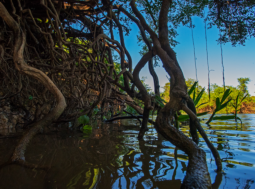  The immense Pantanal is an enormous seasonal floodplain in the centre of South America, extending from the banks of the north Paraguay River and its tributaries. Its annual flooding brings many changes to the land and soil, which supports abundant plant, bird, and animal life. The Pantanal is a UNESCO World Heritage Site and Biosphere Reserve with varied habitats, forests, and plant life. 