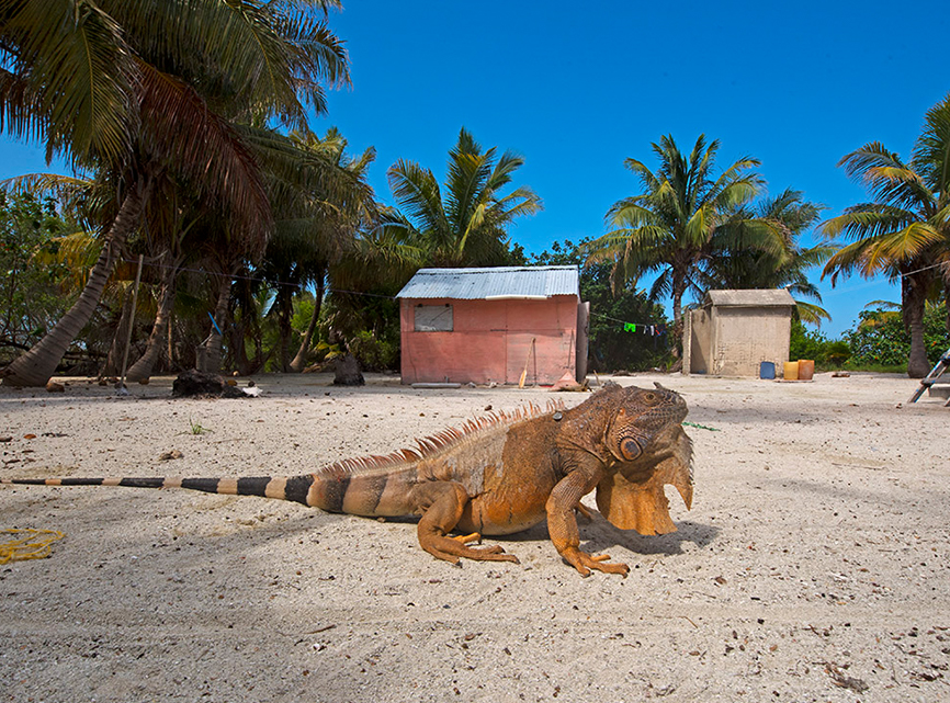 Iguanas can be found in many different colours and varieties in Mexico. This specimen was visiting the beach in Banco Chinchorro, probably to enjoy some sunshine. Interestingly, the white spot seen atop its head is the parietal eye, a photo-sensory organ that allows them to sense changes in light overhead. Iguanas spend most of their time in trees, keeping out of reach of predators like racoons and hawks. However, their biggest predators are now humans as iguanas are increasingly found in the pet trade. 