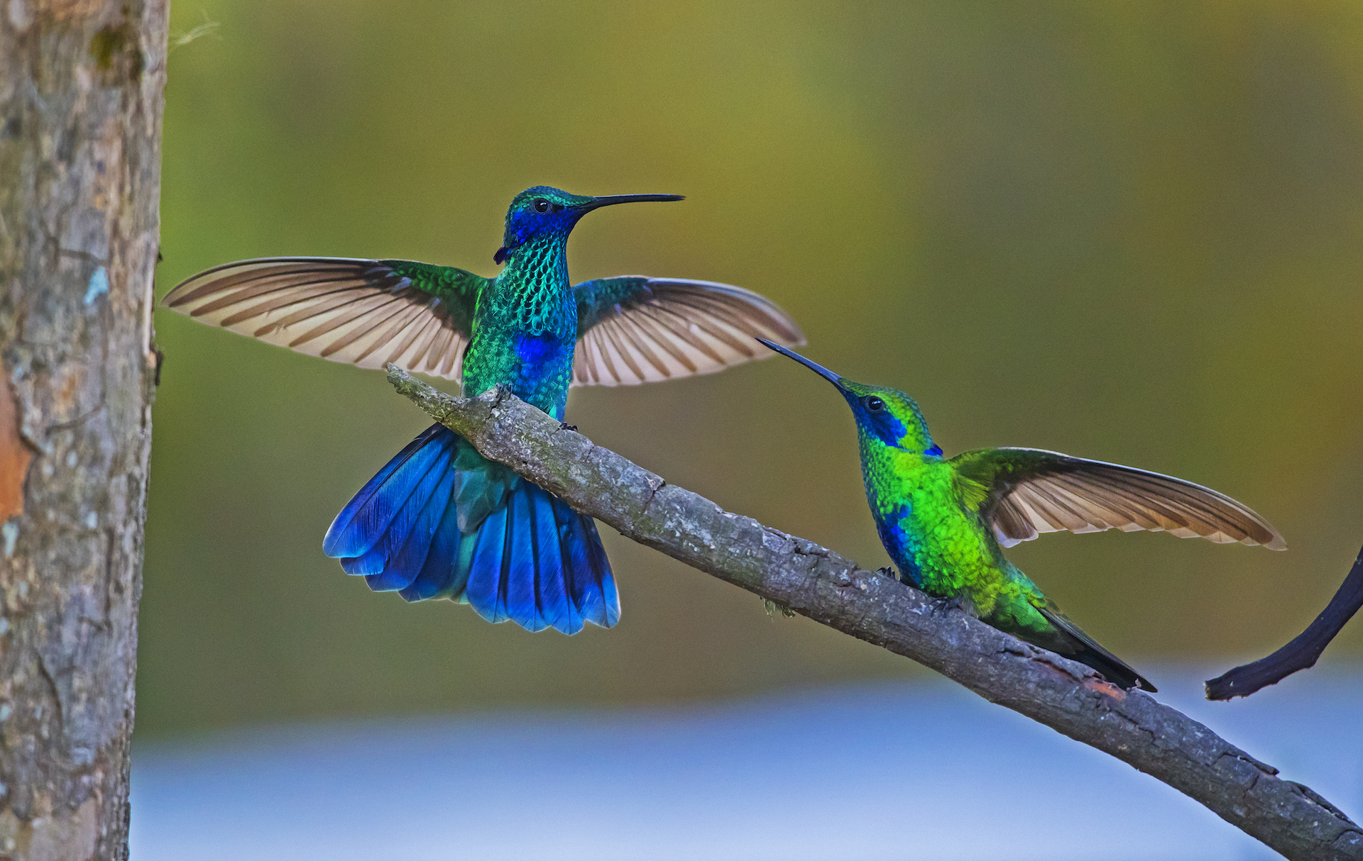 Most hummingbird species, including these green violetears, are solitary creatures that spend most of their lives alone, except for breeding. During courtship, males impress females with flamboyant flight patterns, increased wing speed. The males only involvement is during copulation. Males disperse once the act is over, and it is the female that build the nest and looks after her eggs and young ones
