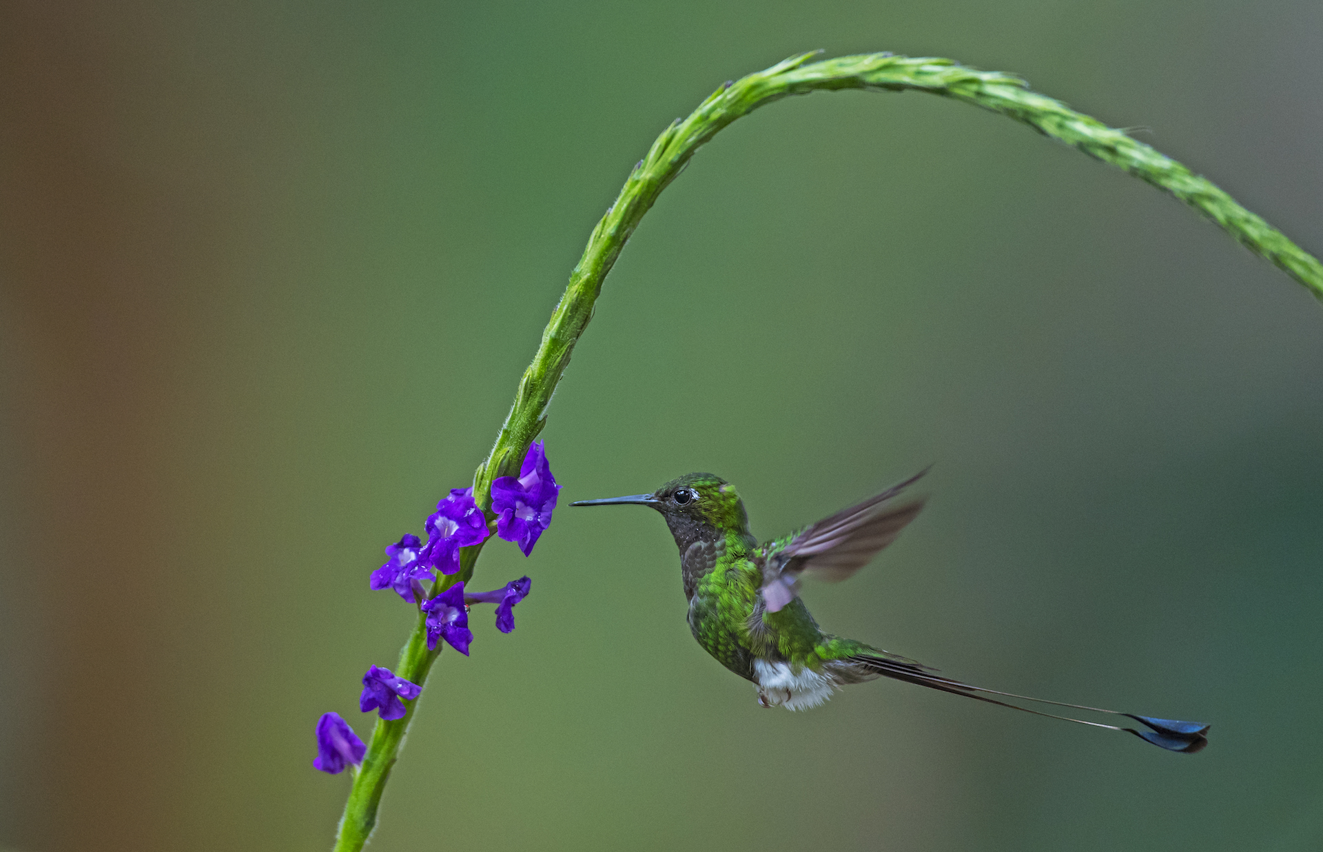 For The Love Of Nectar What Makes Hummingbirds Tick