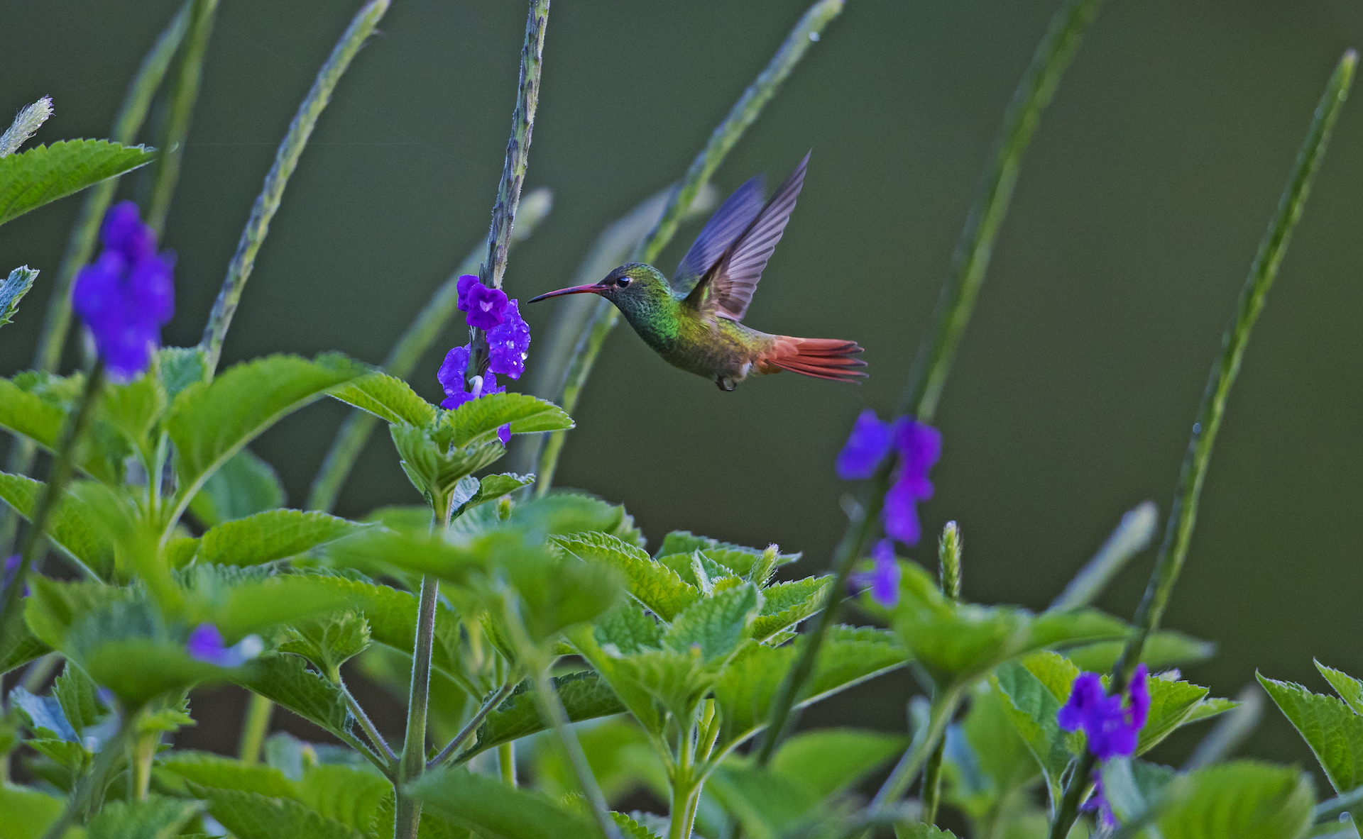 Hummingbirds spend their waking hours foraging for nectar. Like this rufous tailed hummingbird, they are voracious eaters that need to consume double their body weight in food every single day. To satisfy their energy needs, hummingbirds feed on an average of 5-6 times every hour. They can starve in as little as two hours if they don’t have flowers to feed. 