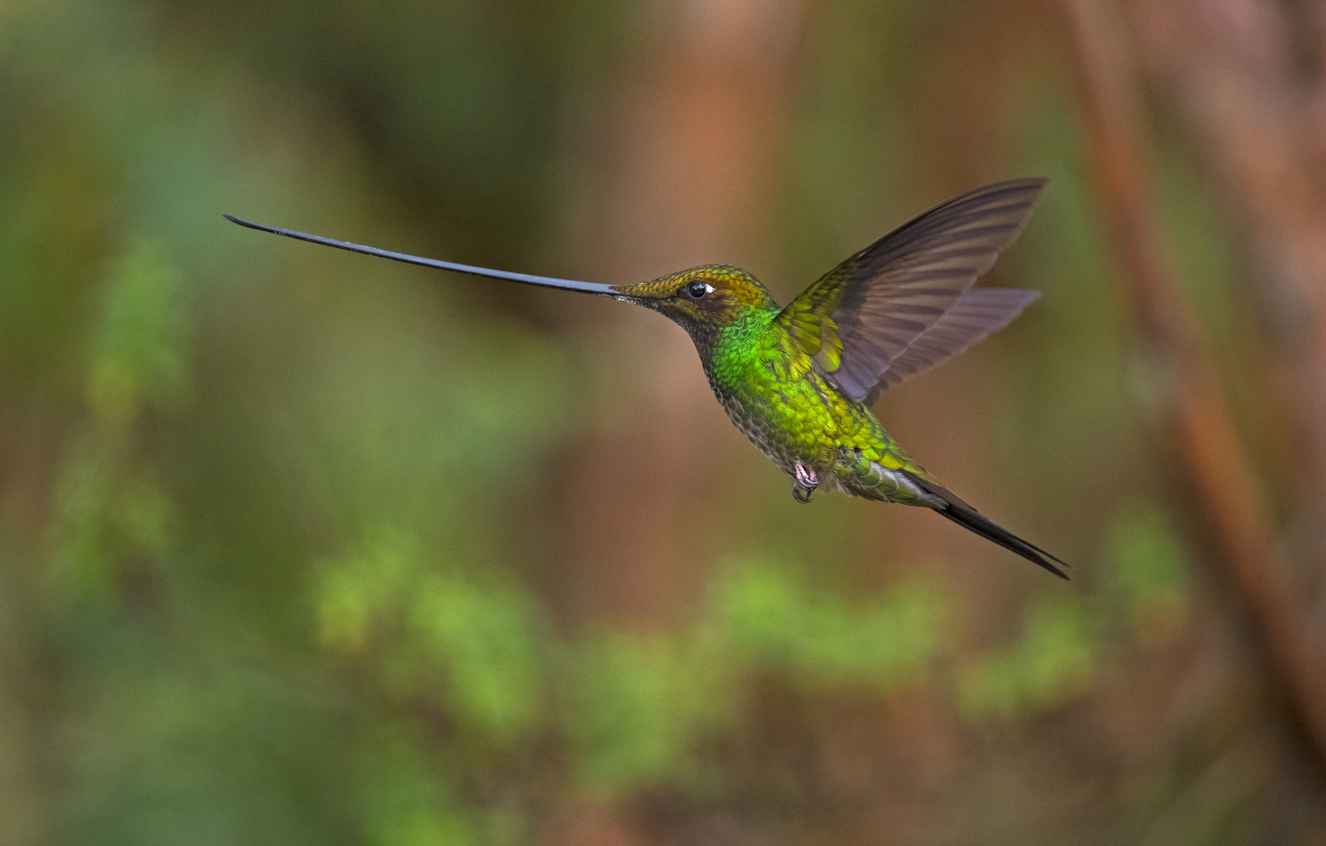 Other species, such as the sword-billed hummingbird, have evolved more obviously. This is the only bird with a bill that is longer than the length of its body, which it uses to extract nectar from flowers with long corollas. 