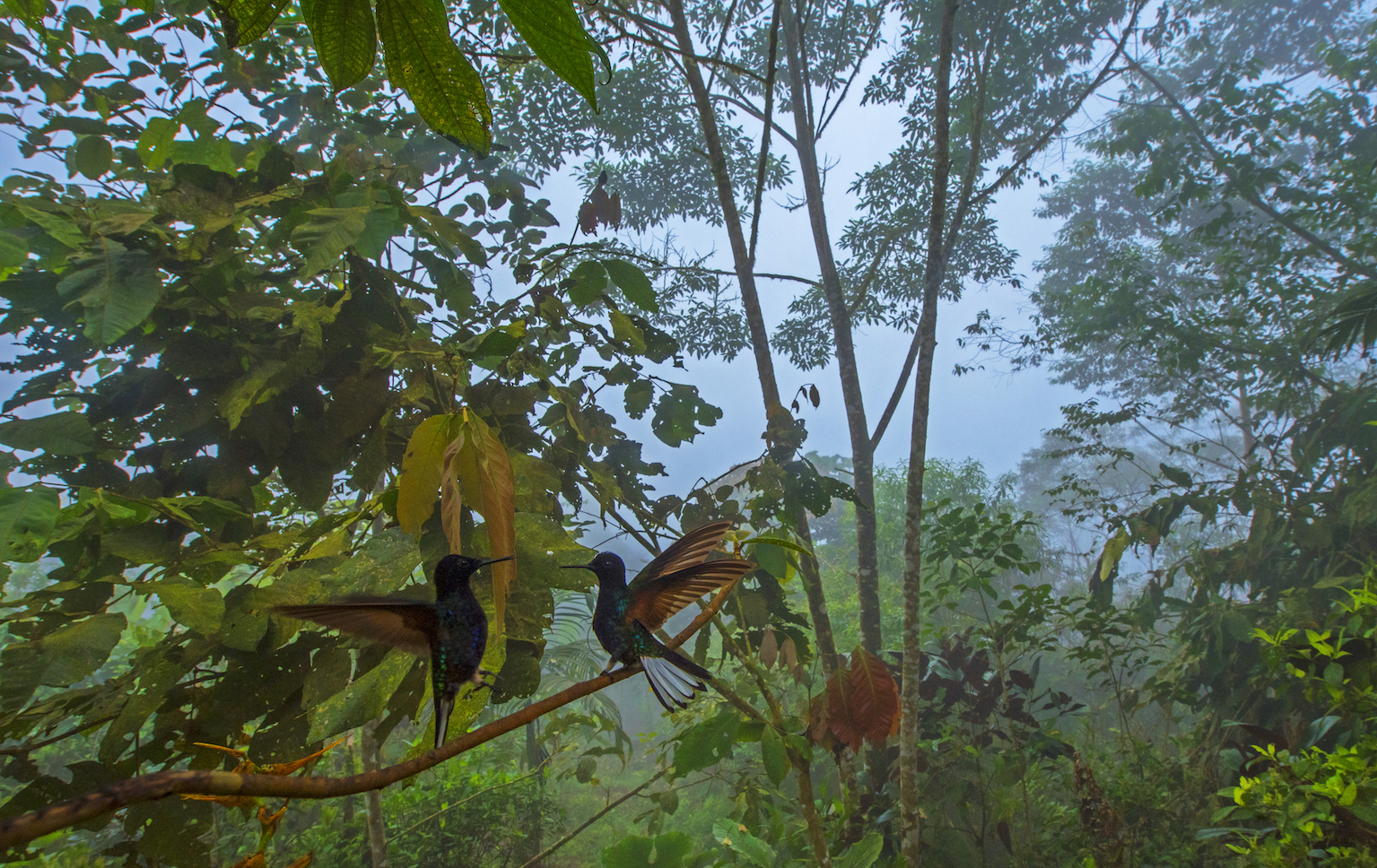 Endemic to Chocó, is the velvet purple coronet, which favours the moist forests in the foothills of the region. Offlate though, these coronets have become regular visitors to bird feeders at the many birdwatching lodges in the area. 