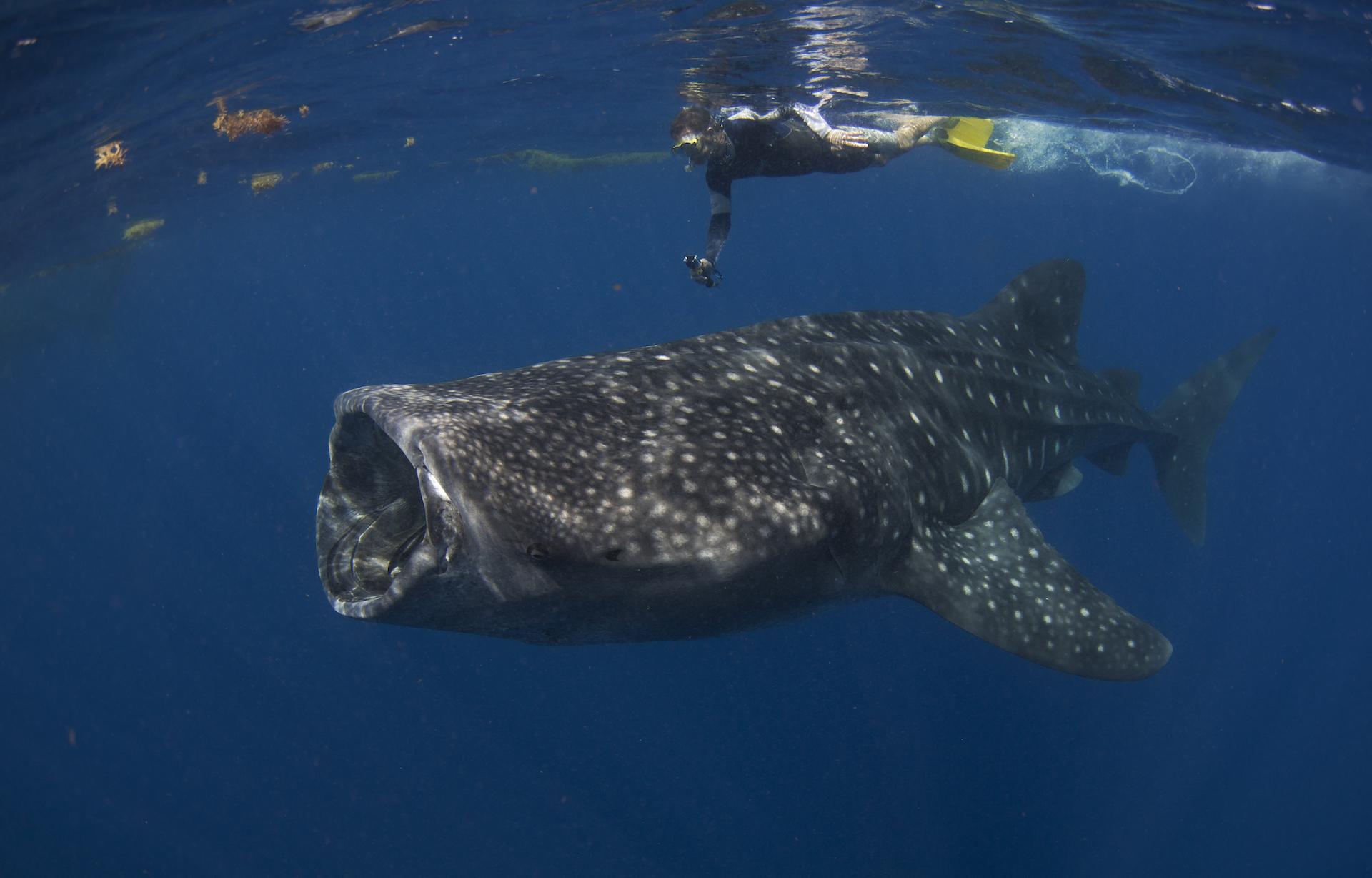 Just one hour by boat north of Isla Mujeres, hundreds of whale sharks congregate between June and September each year. Visitors are allowed to snorkel and dive with these gentle giants. Lucky visitors may be able to see up to 20 whale sharks in a single day. 
