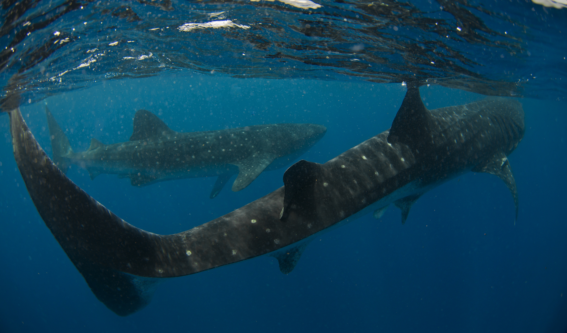 Wading with Whale Sharks: The World’s Largest Fish | RoundGlass | Sustain