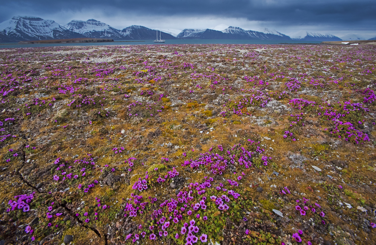 There are no trees in Svalbard. The plant species found here are herbaceous and grassy in nature, small in size, and grow largely in the summer months. Only ten percent of Svalbard thaws enough for vegetation to grow. The rest of the archipelago is covered in permafrost.
Photo: Dhritiman Mukherjee
