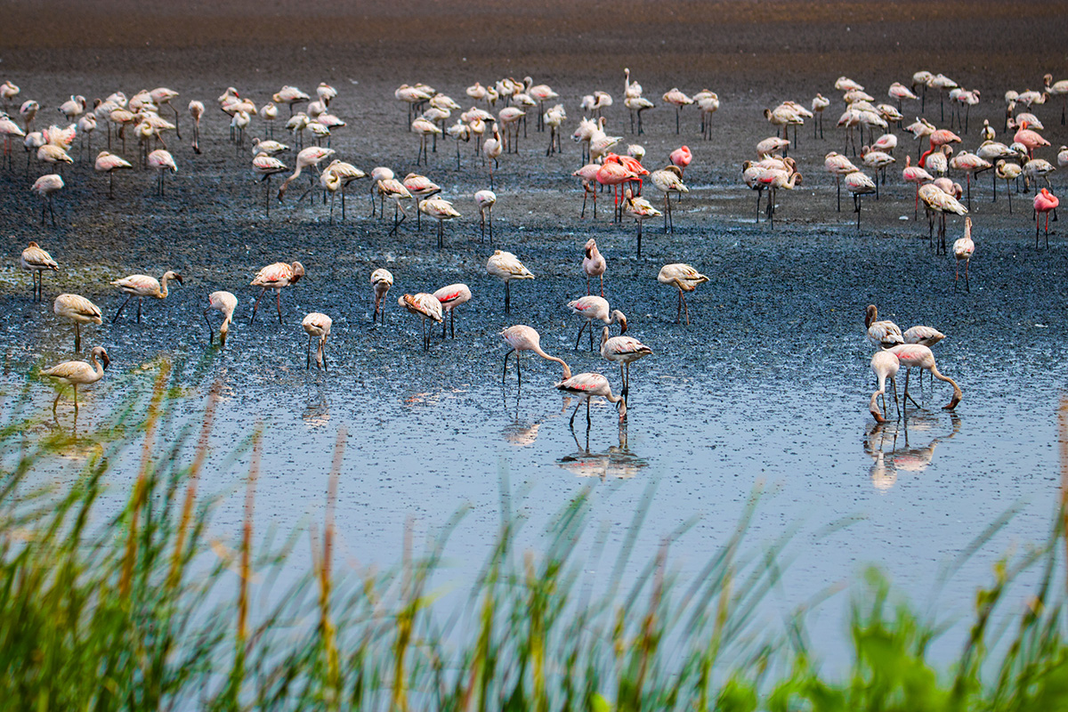 Flamingos use their feet to stir up the bottom of muddy flats or shallow waters, and their uniquely-shaped beaks are used to filter food from the mud and water they suck in. Photo: Sarang Naik
