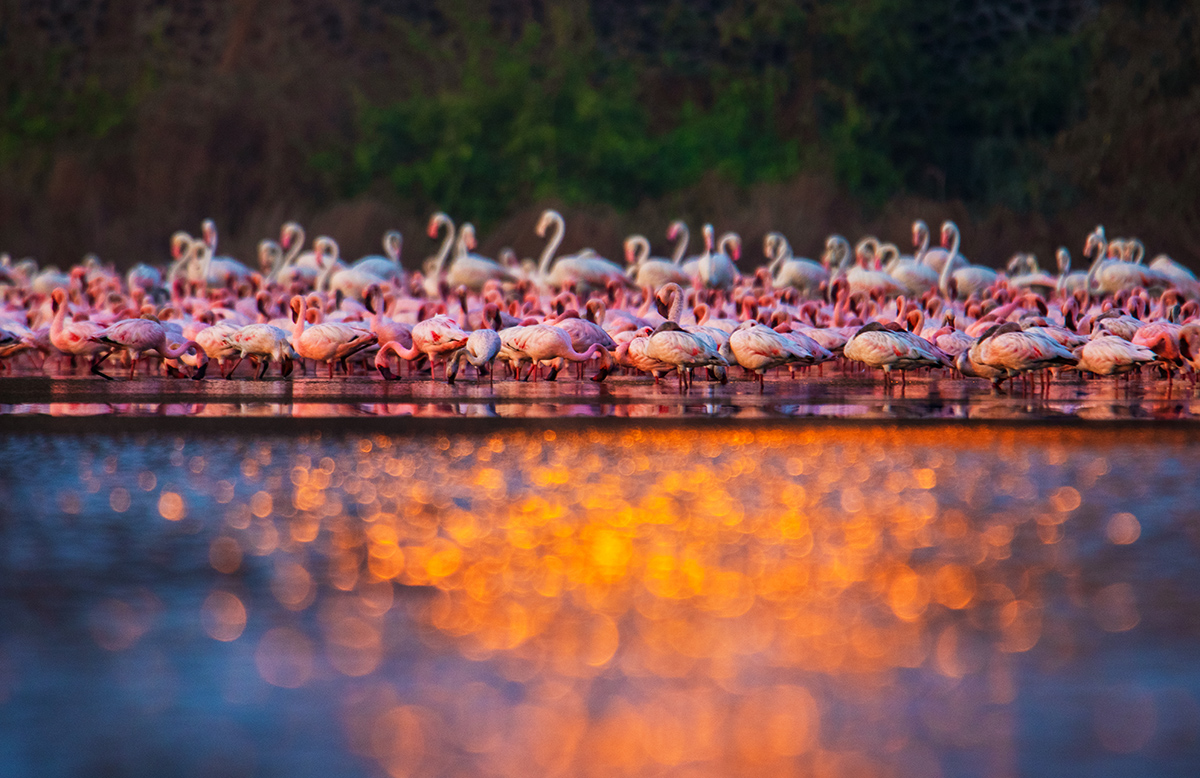 Lesser flamingos (in the foreground) are shorter and tinged with more red and pink than greater flamingos, whose plumage tends to be whiter. 

