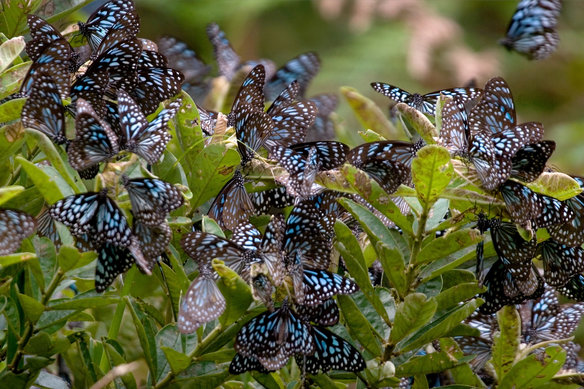 A haven for butterflies, including these blue tiger butterflies, the park harbours many threatened species of fauna. Photo: NP Jayan
