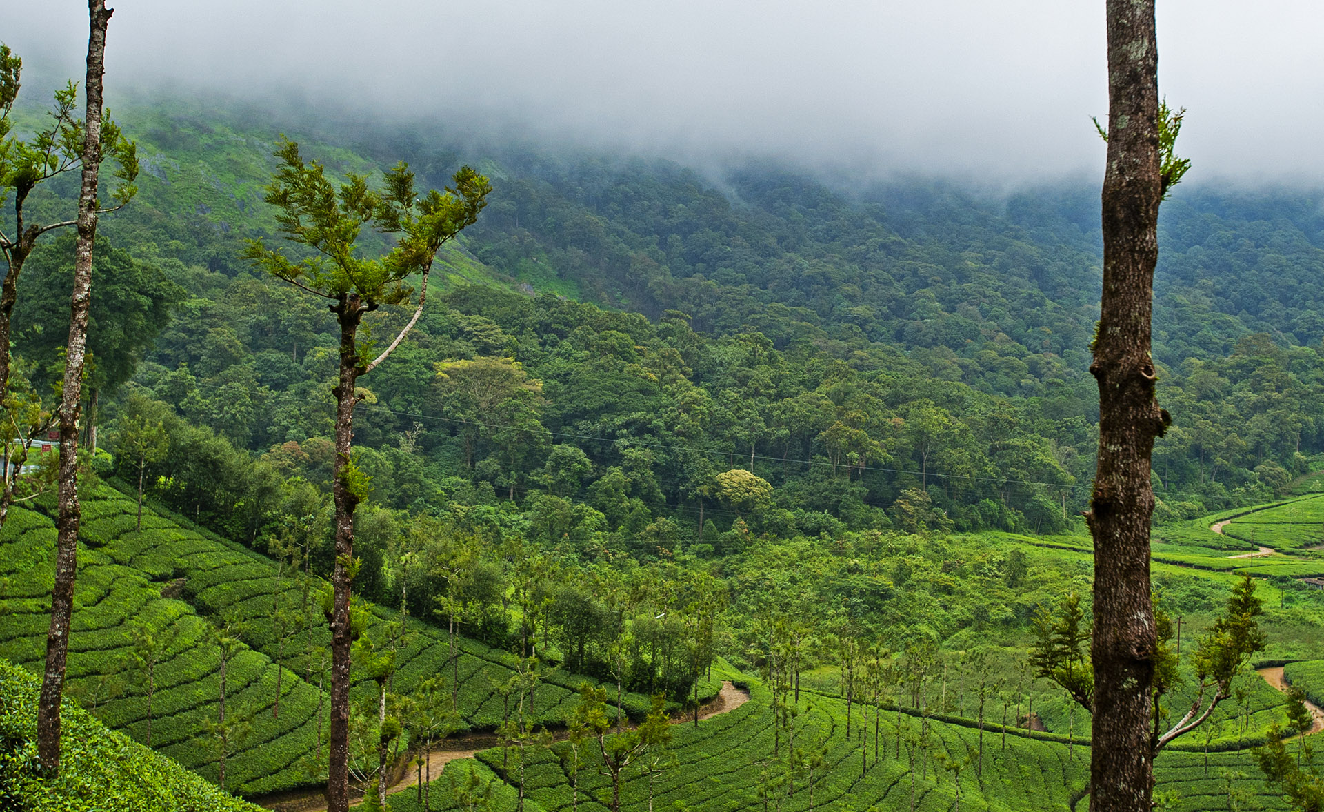 Ranging from 467 m to 1,572 m, the Nelliyampathy Hills in Kerala's Palakkad district is also known as the poor man's Ooty due to its underexplored status.  Photo: Dhritiman Mukherjee 