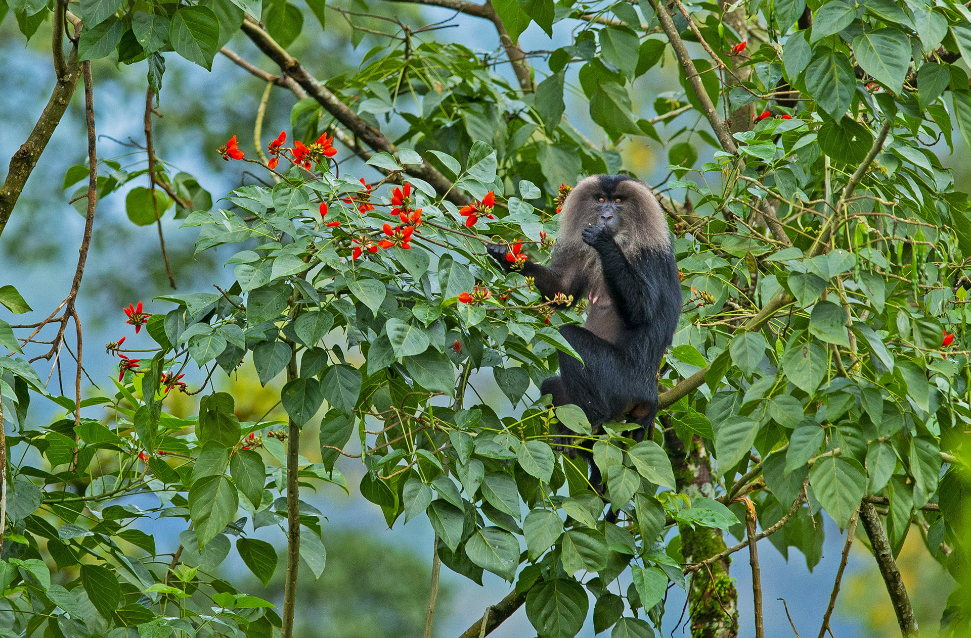 Lion-tailed Macaque: Acrobats of the Upper Canopy