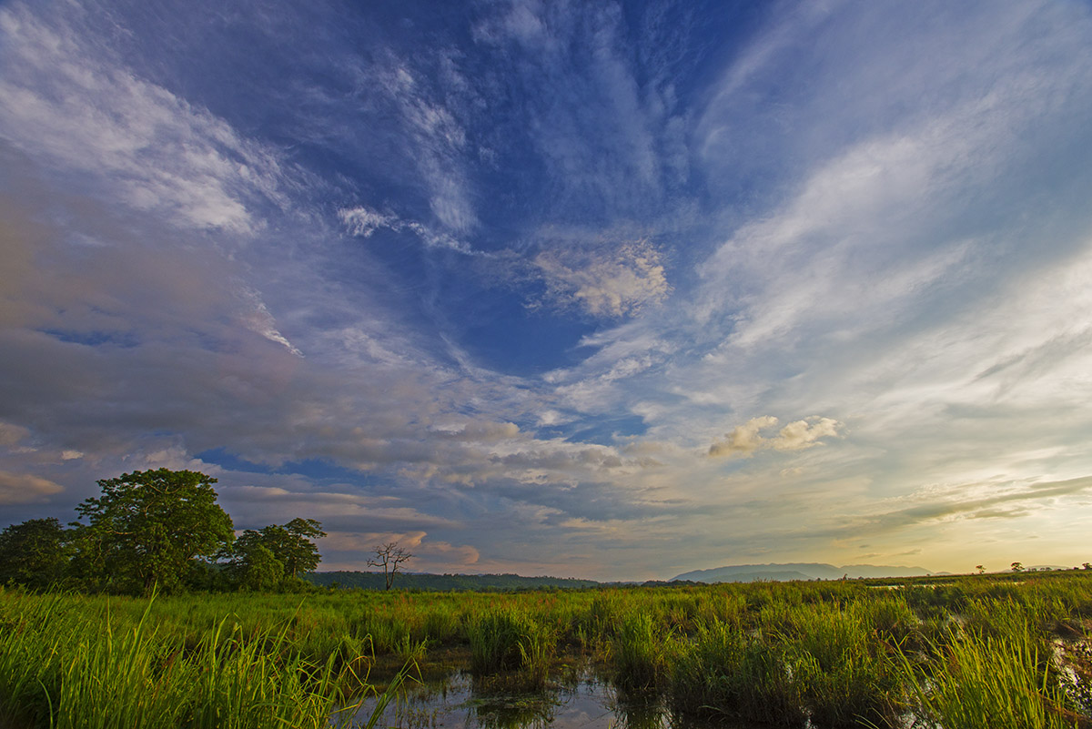 Kaziranga National Park’s soaking wet landscape is dotted by numerous waterbodies or ‘beels’ that are replenished by the flooding Brahmaputra every monsoon. Photo: Dhritiman Mukherjee