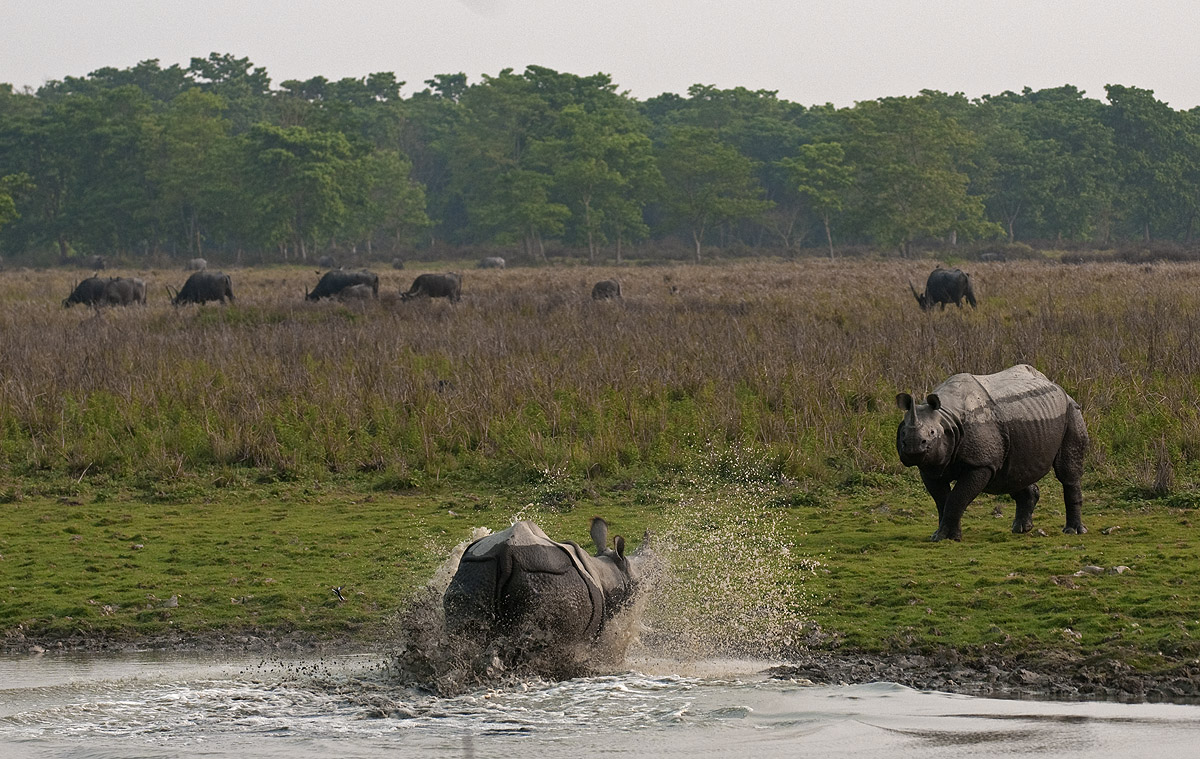India’s Prehistoric Unicorns: The Rhinos of Kaziranga