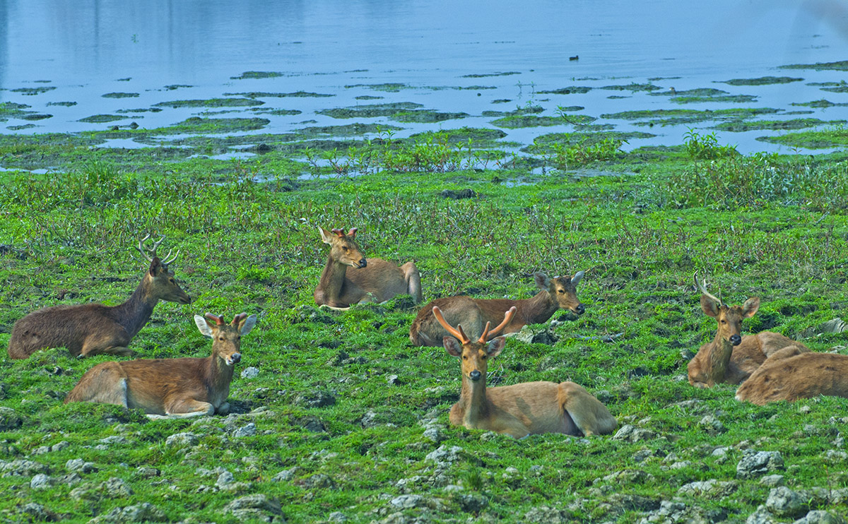 As the name suggests, the eastern swamp deer spends long hours in and around the swamps of the national park, feeding on aquatic plants or resting in herds. Photo: Dhritiman Mukherjee
