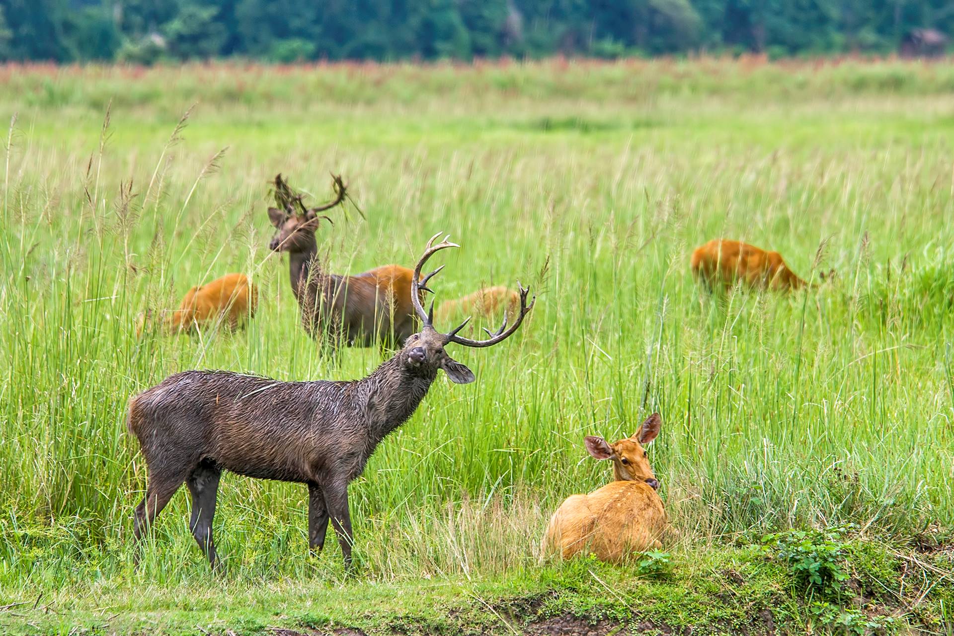 Grasslands are the Eastern Swamp Deer’s Only Domain