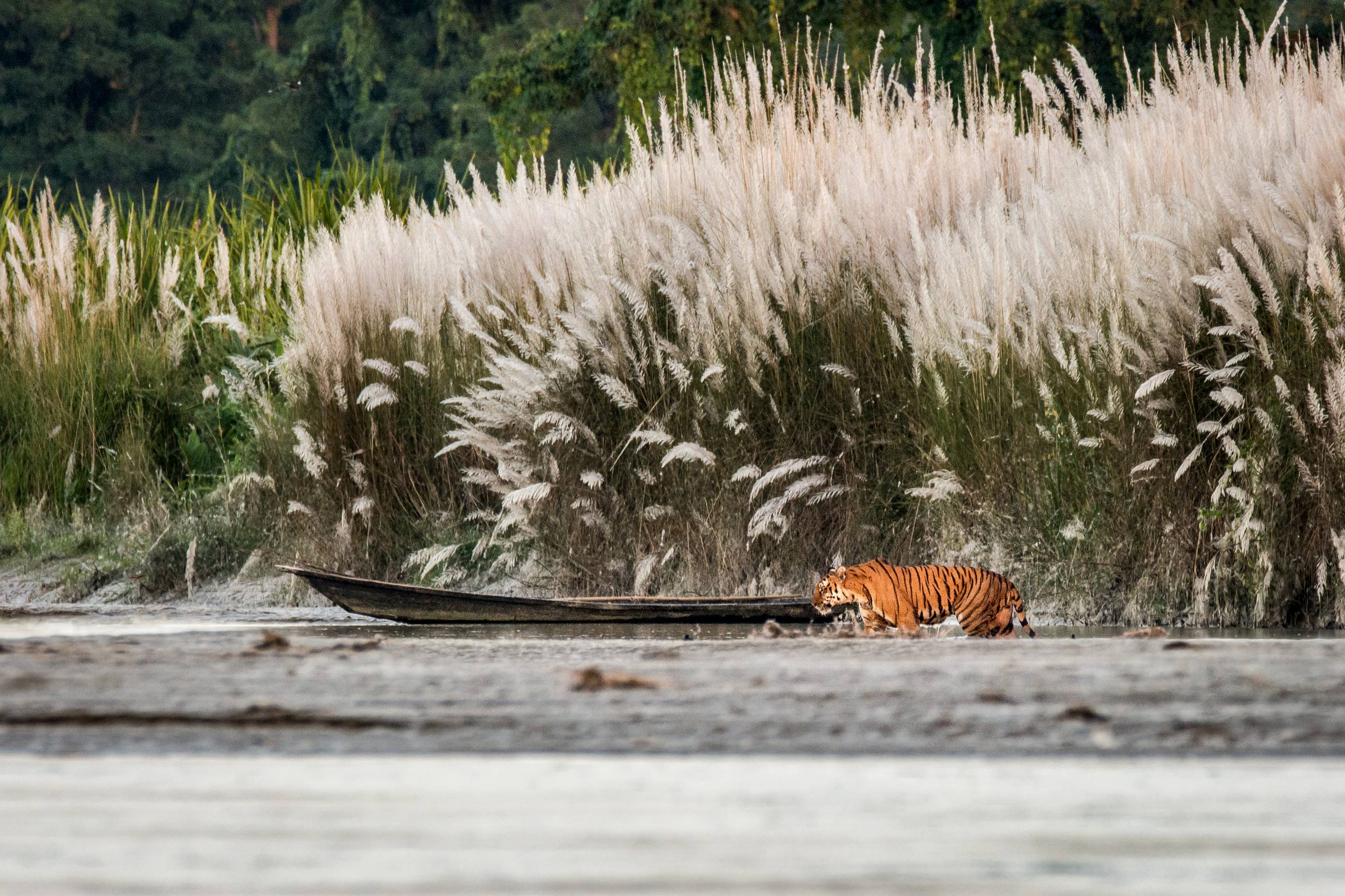According to a census conducted in 2017, Kaziranga has the highest density of tigers in the country. However, spotting one of this elusive creatures in the tall grass is rare and a matter of chance.  Photo: Nejib Ahmed